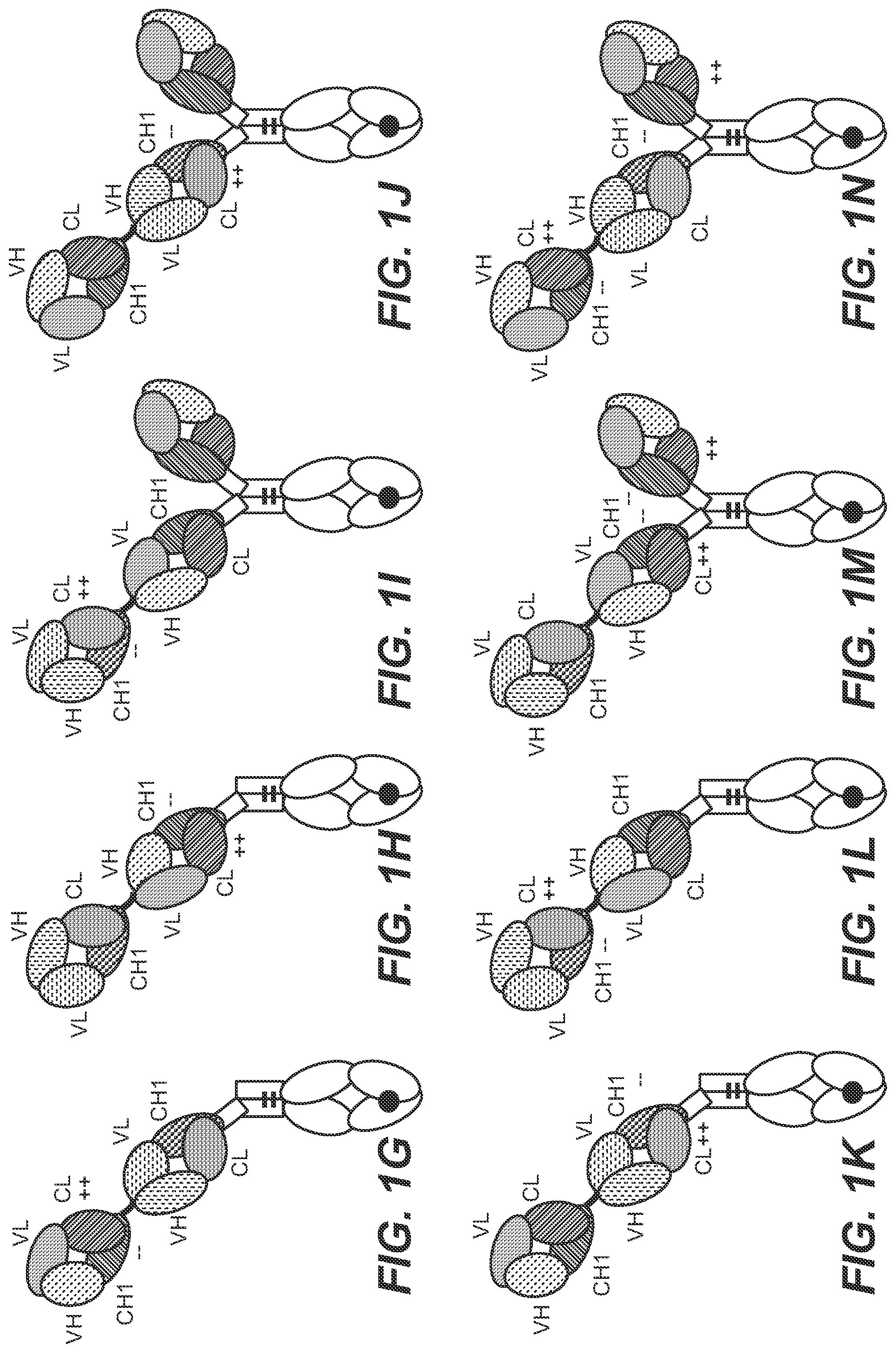 Patent US12129306 Figure 2 – Antibodies binding to STEAP-1