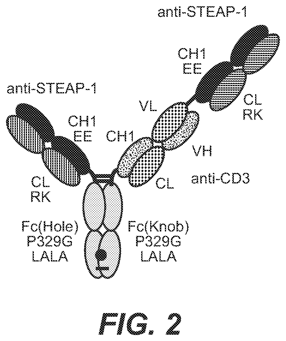 Patent US12129306 Figure 5 – Antibodies binding to STEAP-1
