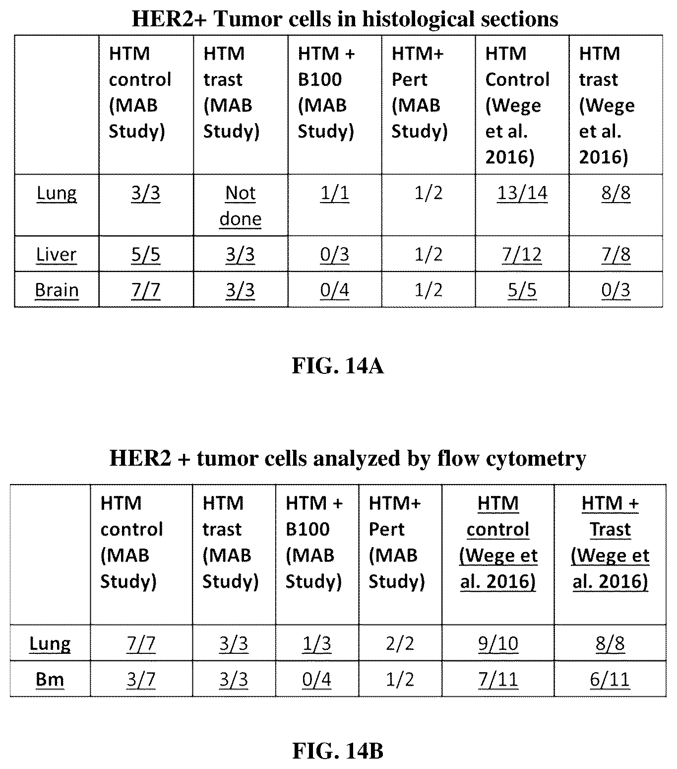 Patent US12129307 Figure 13 – HER-2 binding antibodies