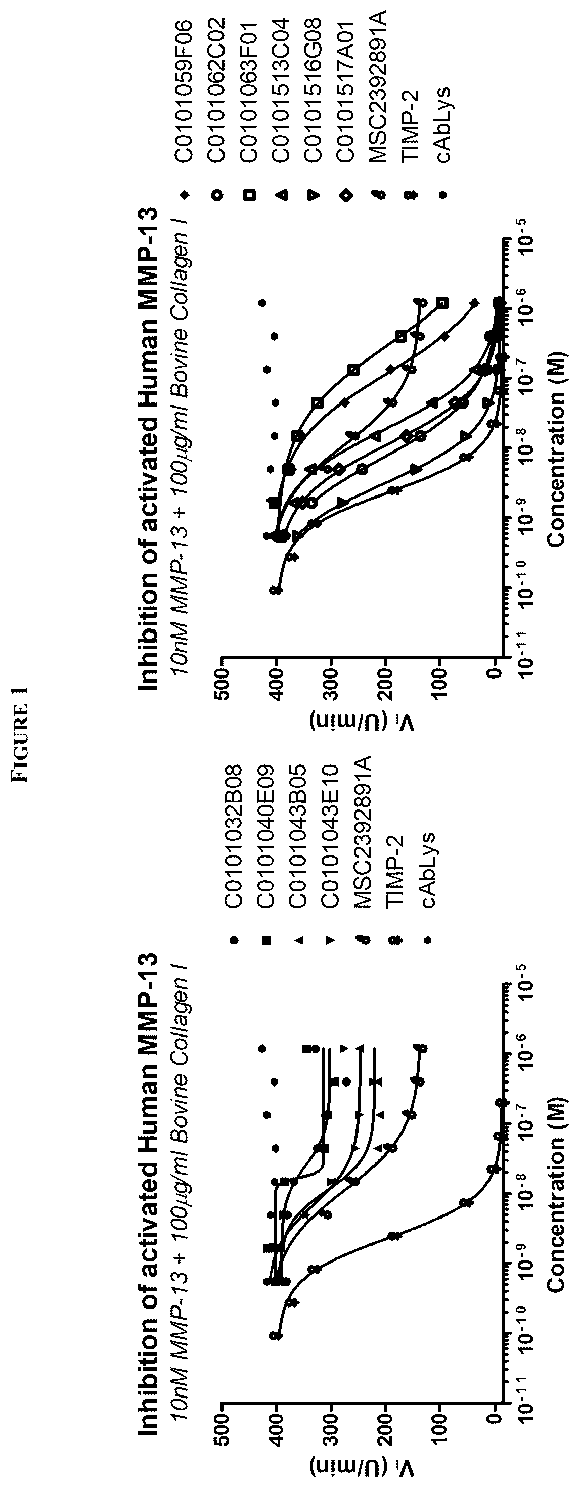 Patent US12129308 Figure 1 – MMP13 binding immunoglobulins