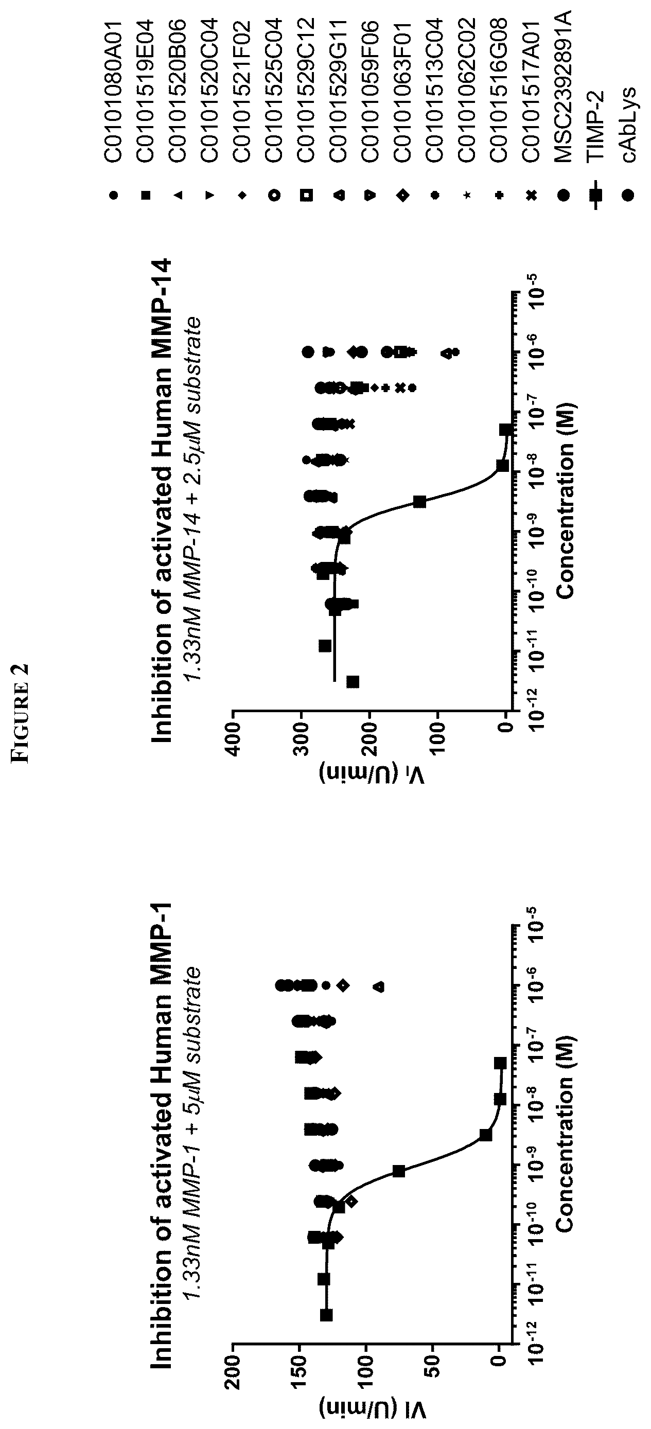 Patent US12129308 Figure 2 – MMP13 binding immunoglobulins