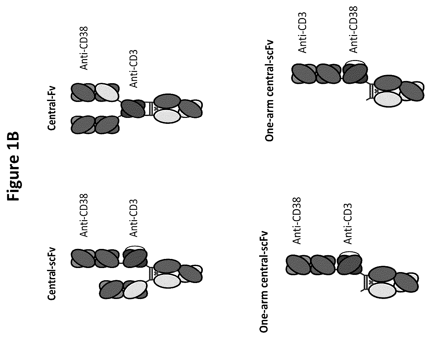 Patent US12129309 Figure 2 – Heterodimeric antibodies that bind CD3 and CD38