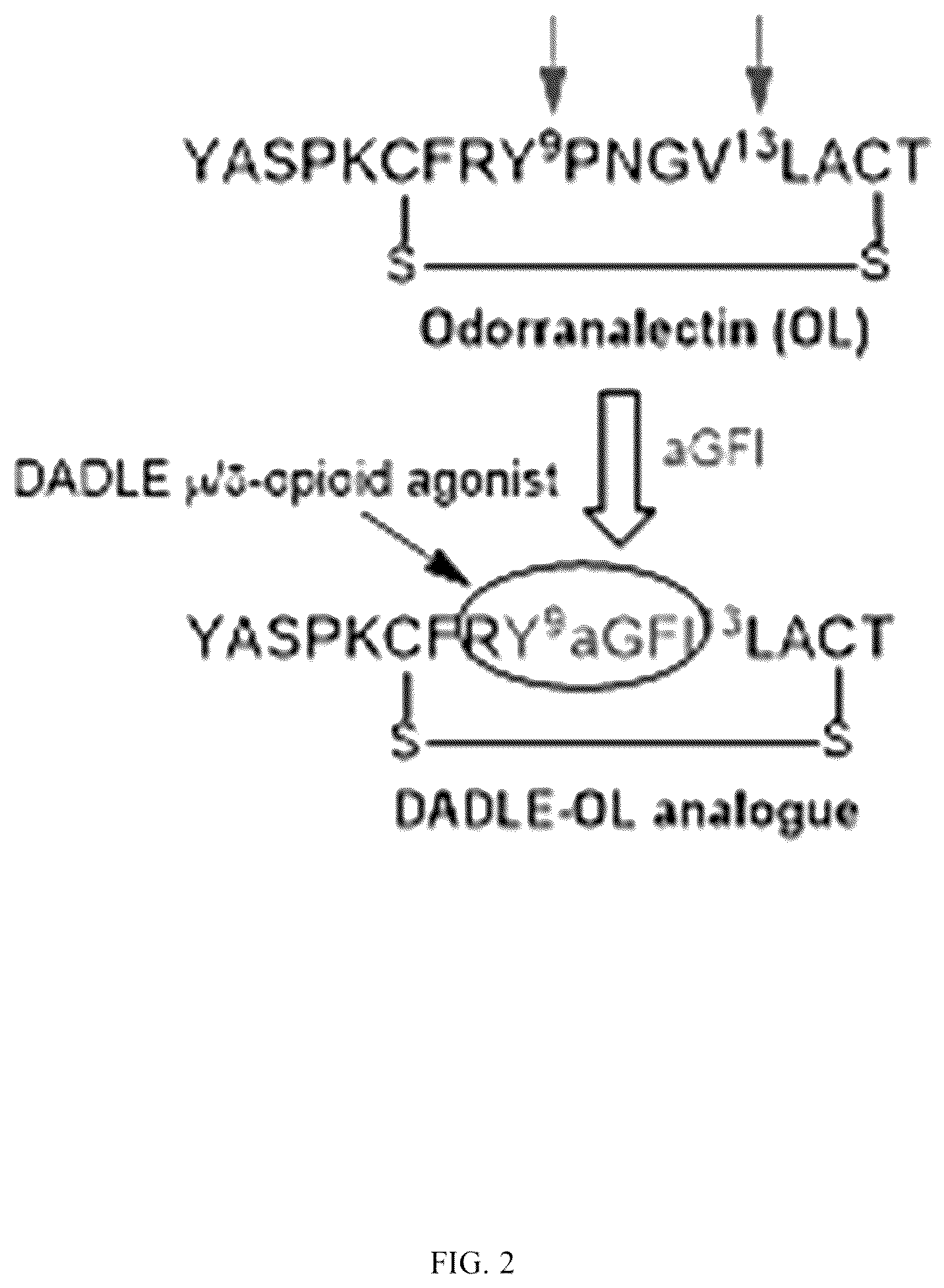 Patent US12129311 Figure 2 – Cyclic peptide combinatorial libraries
