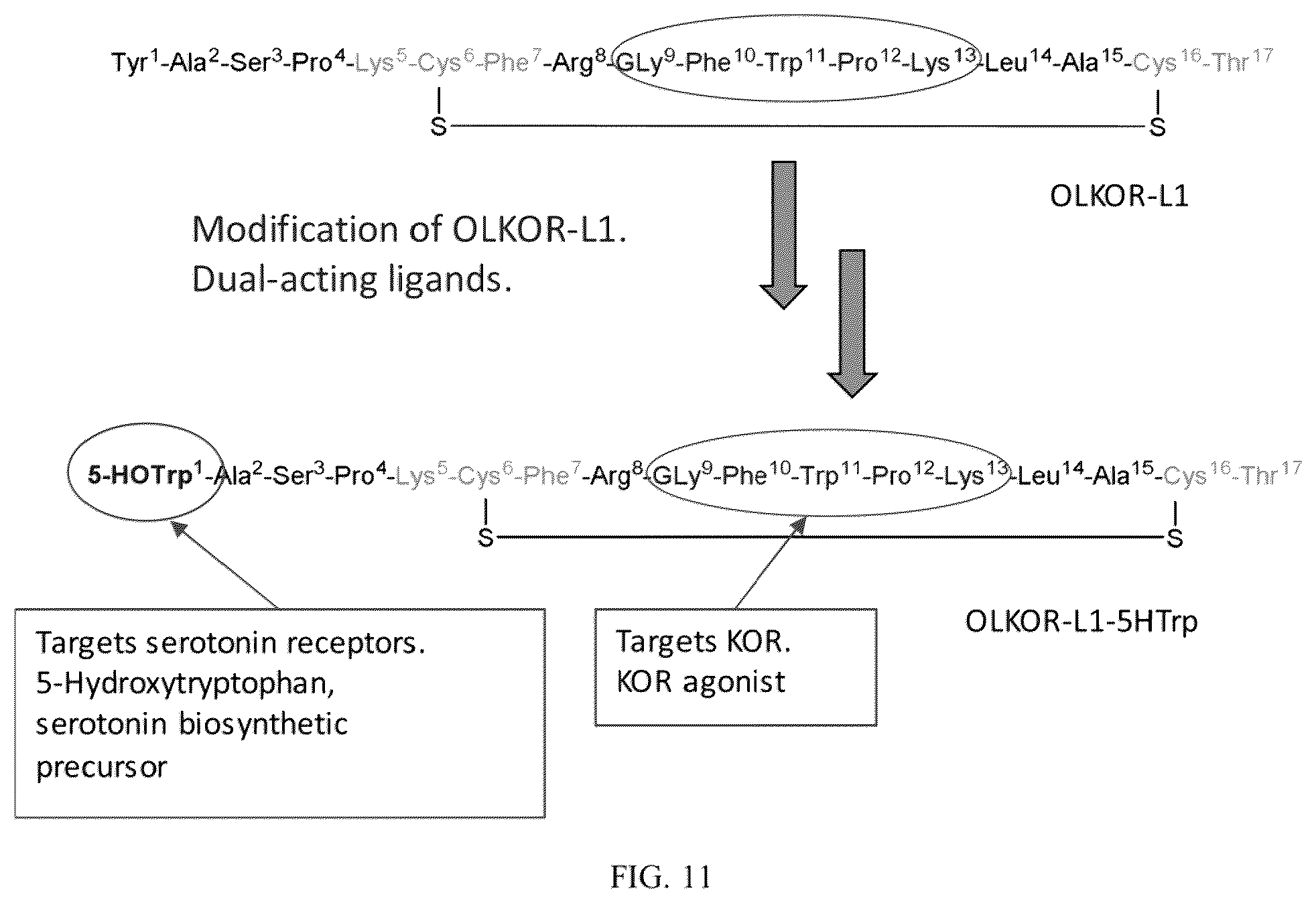 Patent US12129311 Figure 12 – Cyclic peptide combinatorial libraries