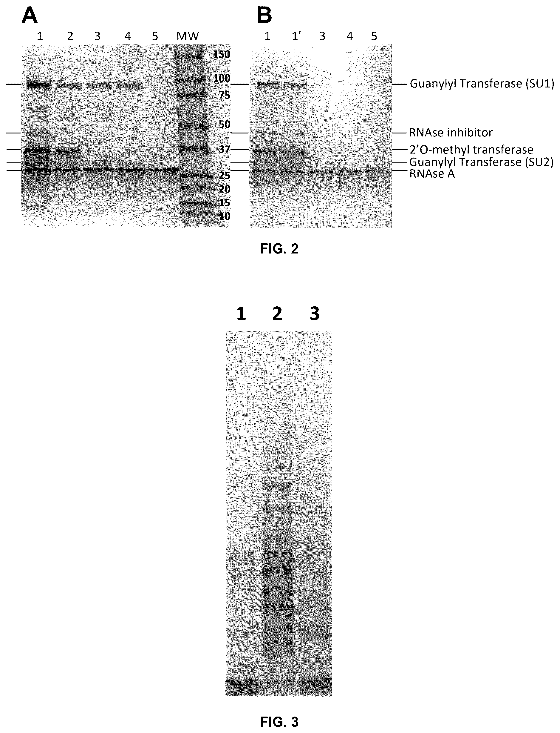 Patent US12129460 Figure 2 – Methods for ethanol-free mRNA purification