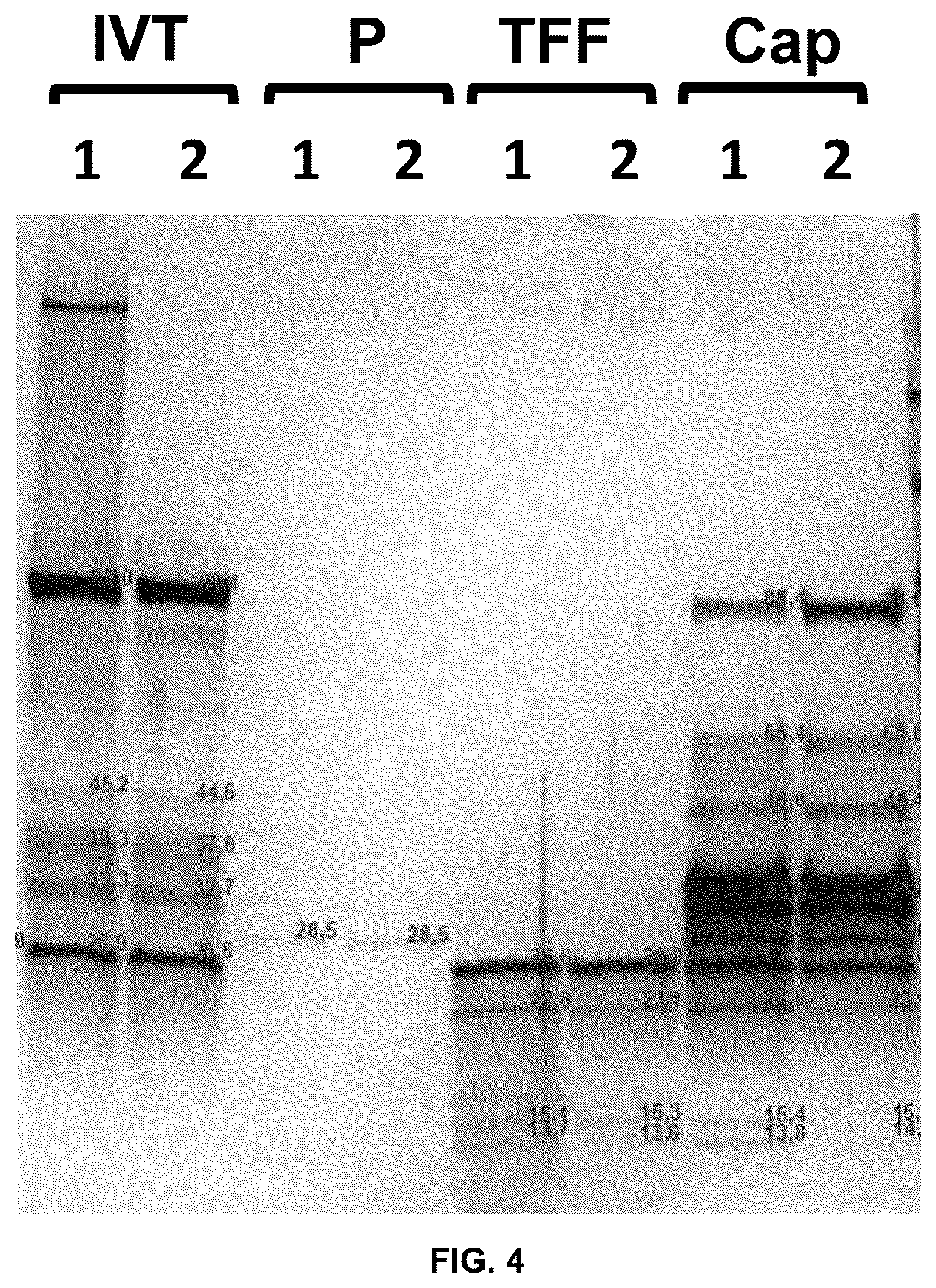 Patent US12129460 Figure 3 – Methods for ethanol-free mRNA purification