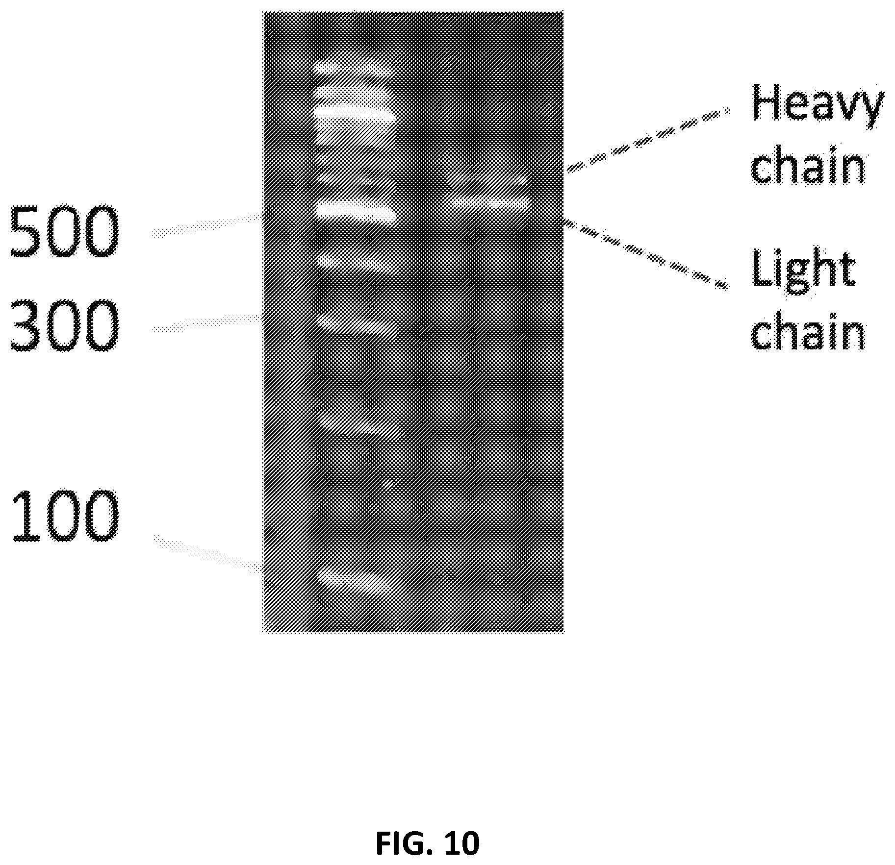 Patent US12129462 Figure 10 – Single cell bar-coding for antibody discovery