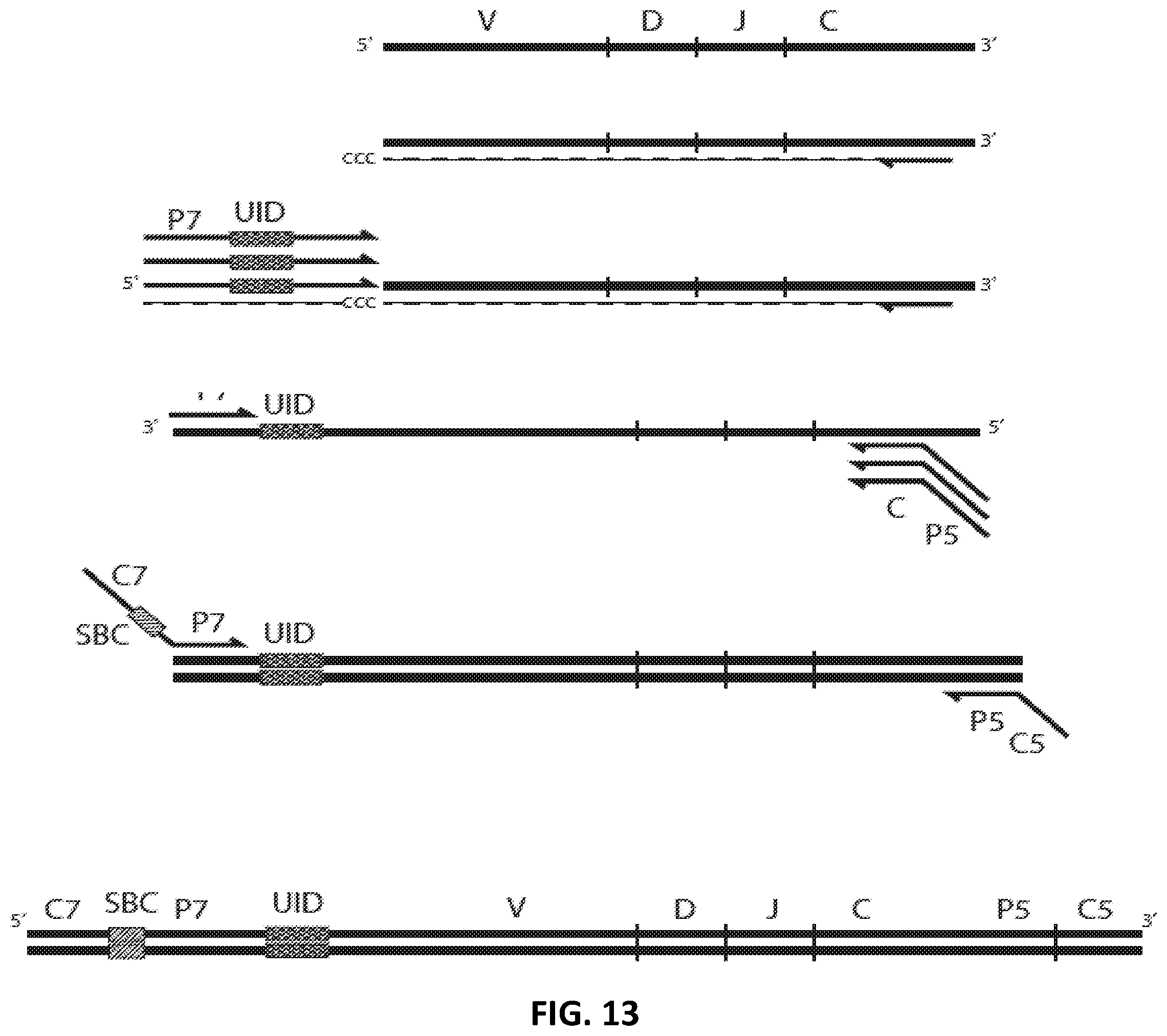 Patent US12129462 Figure 13 – Single cell bar-coding for antibody discovery