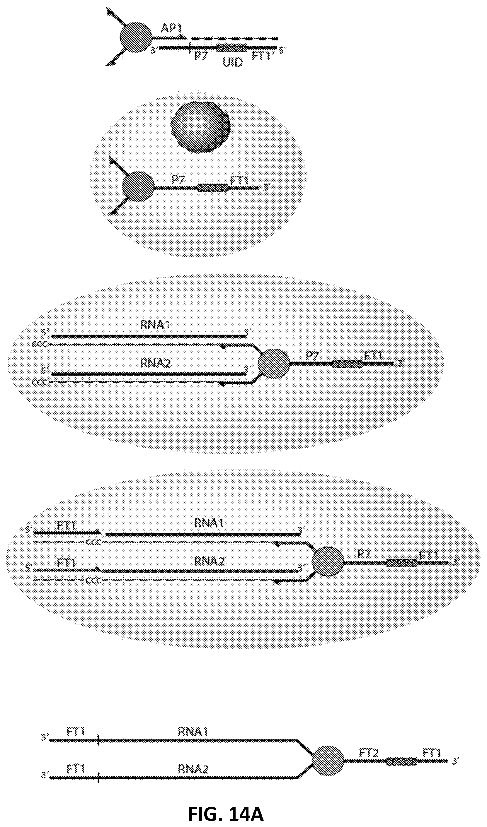 Patent US12129462 Figure 14 – Single cell bar-coding for antibody discovery