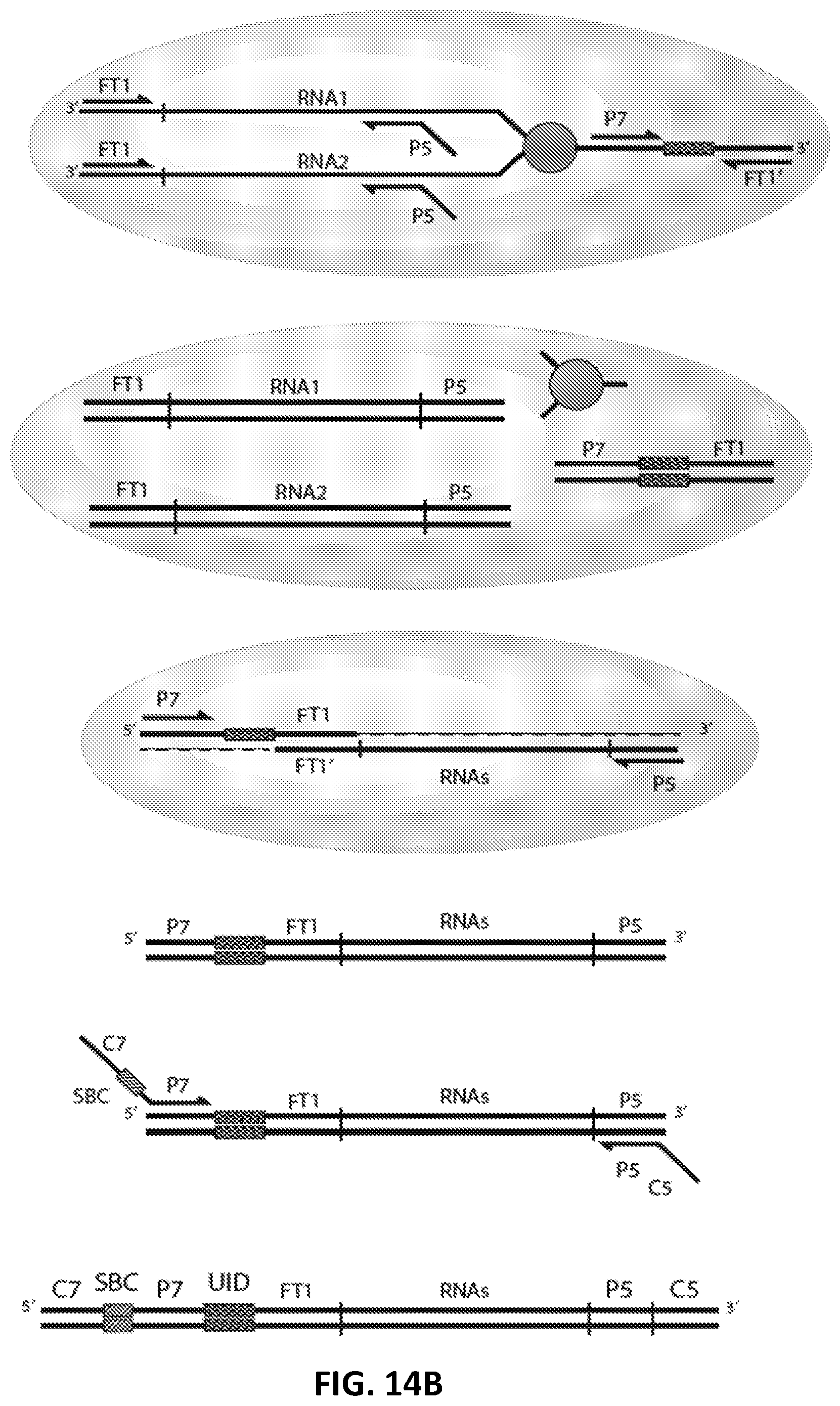 Patent US12129462 Figure 15 – Single cell bar-coding for antibody discovery