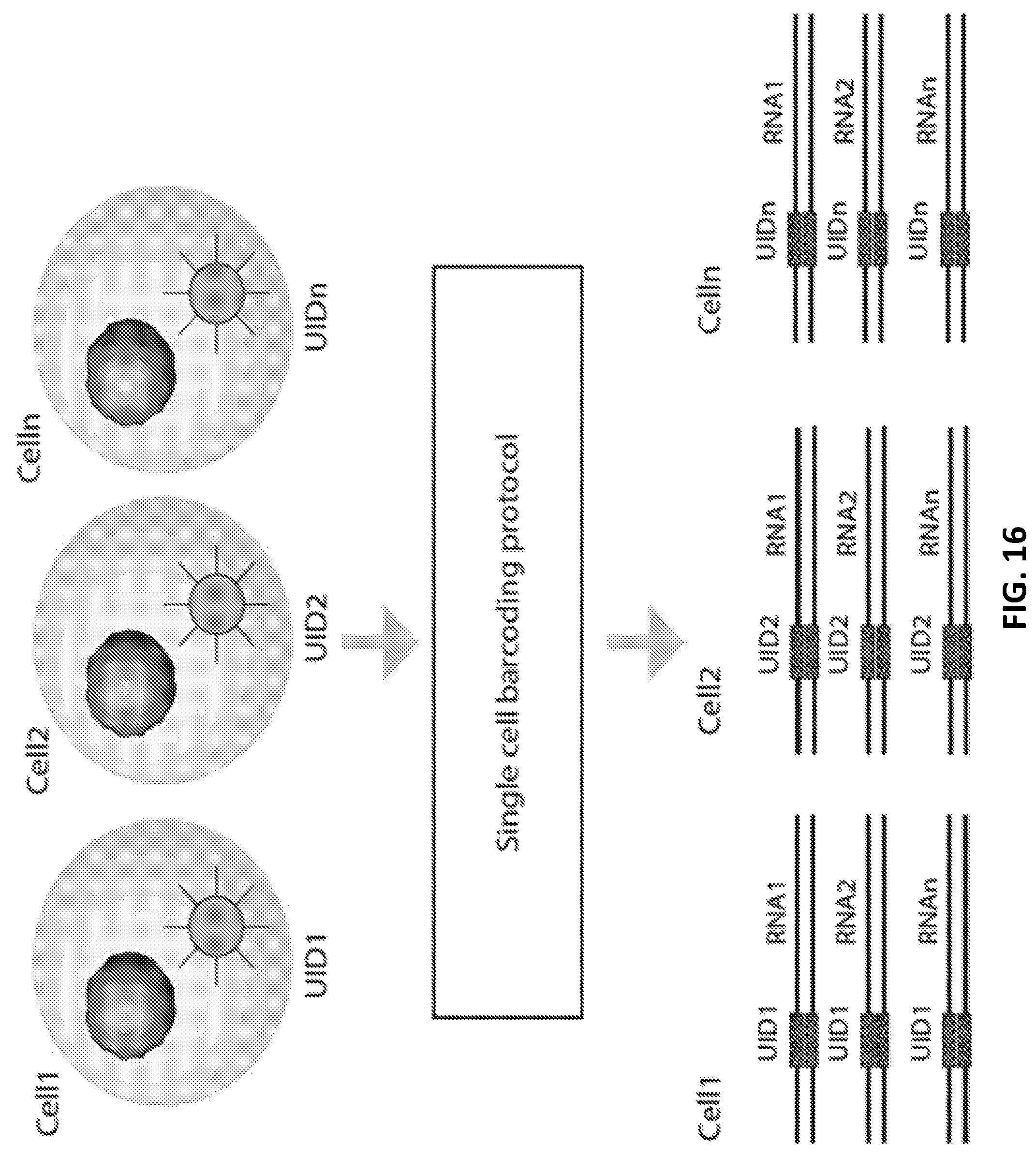 Patent US12129462 Figure 17 – Single cell bar-coding for antibody discovery