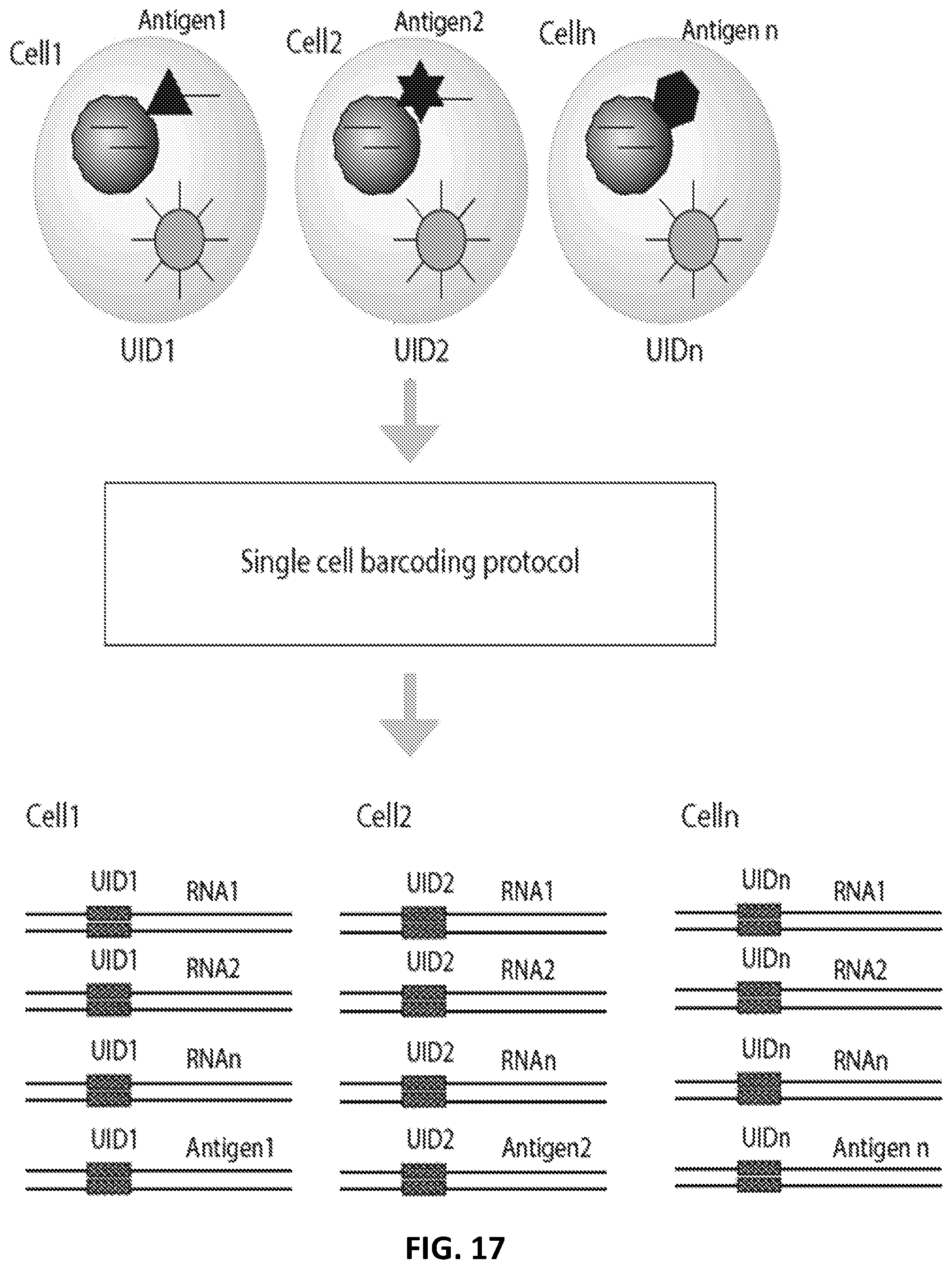 Patent US12129462 Figure 18 – Single cell bar-coding for antibody discovery