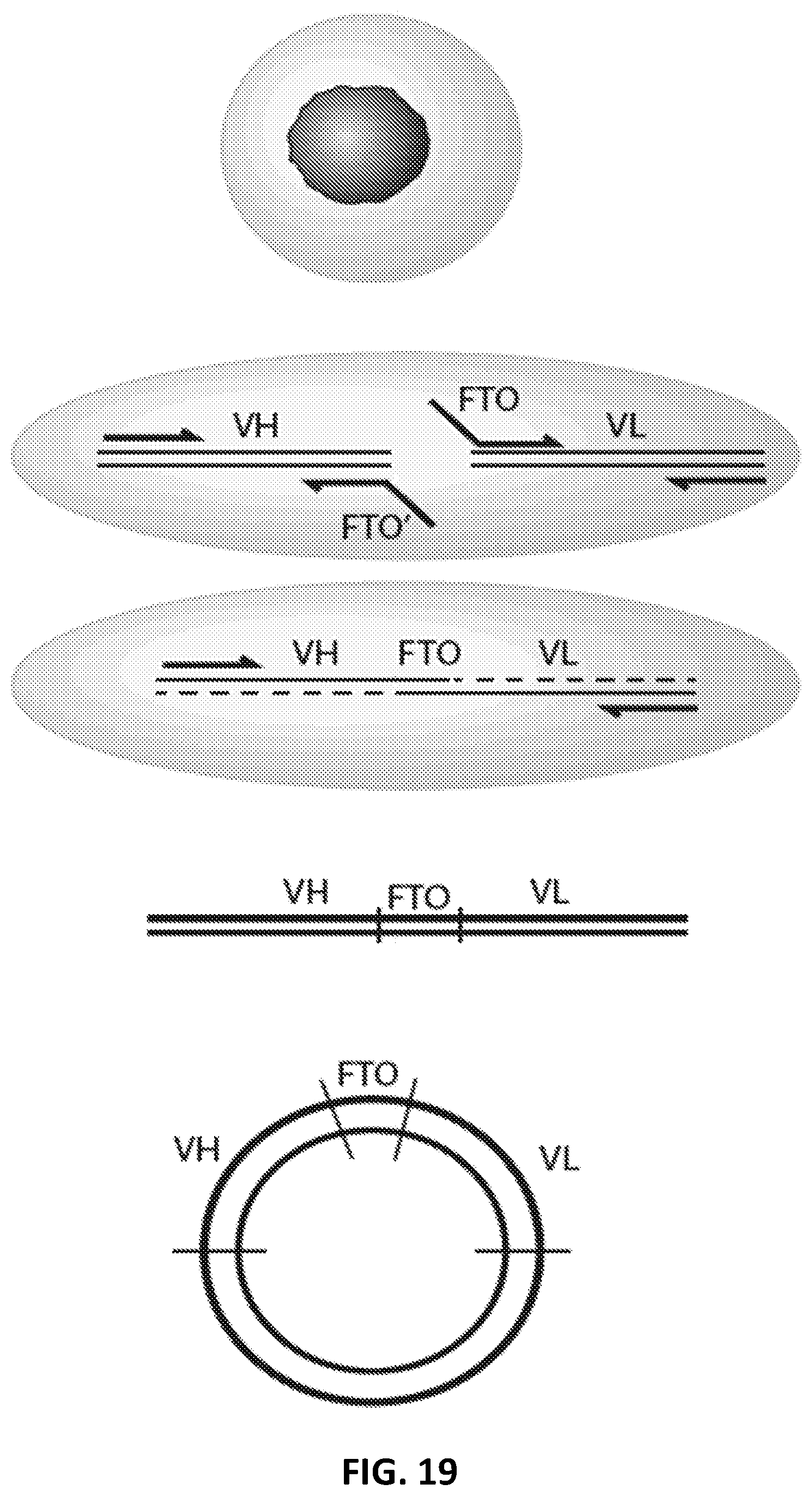 Patent US12129462 Figure 20 – Single cell bar-coding for antibody discovery