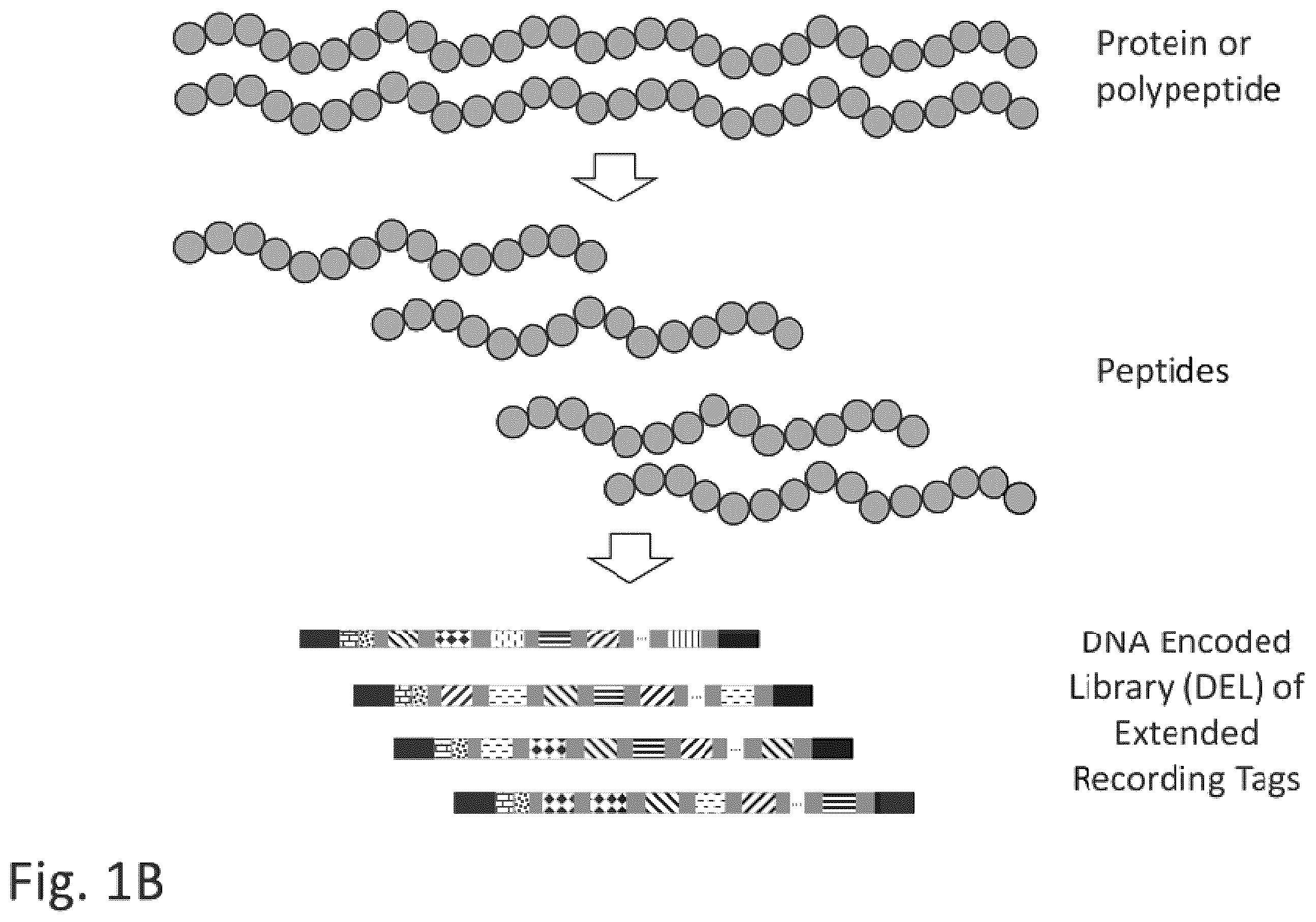 Patent US12129463 Figure 2 – Methods and kits using nucleic acid encoding and/or label