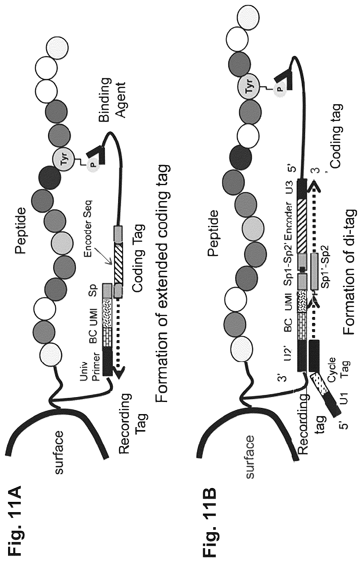 Patent US12129463 Figure 16 – Methods and kits using nucleic acid encoding and/or label