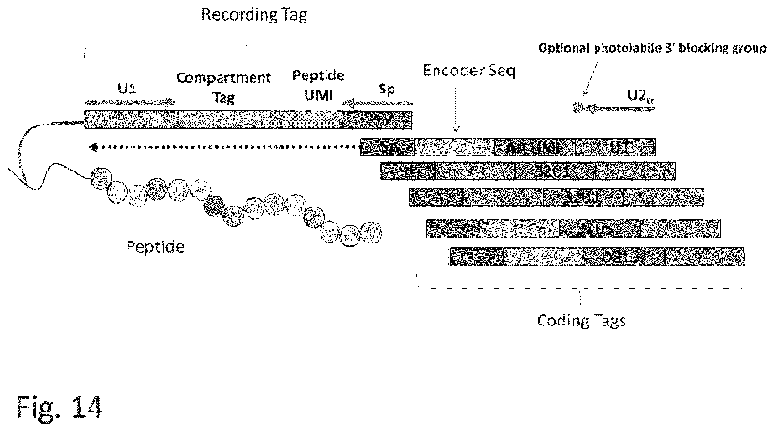 Patent US12129463 Figure 19 – Methods and kits using nucleic acid encoding and/or label