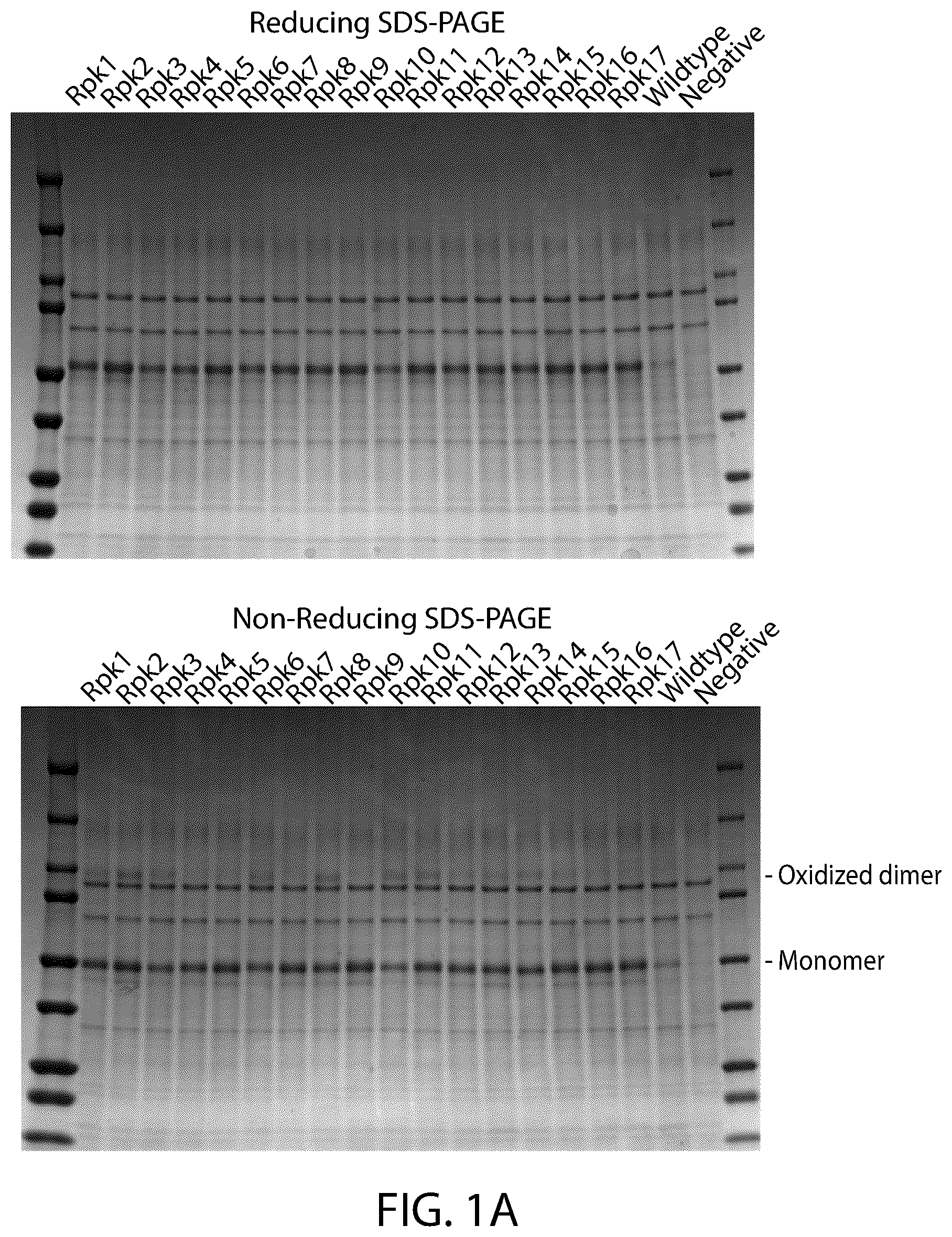 Patent US12129465 Figure 1 – Stable coronavirus proteins and vaccine compositions thereof