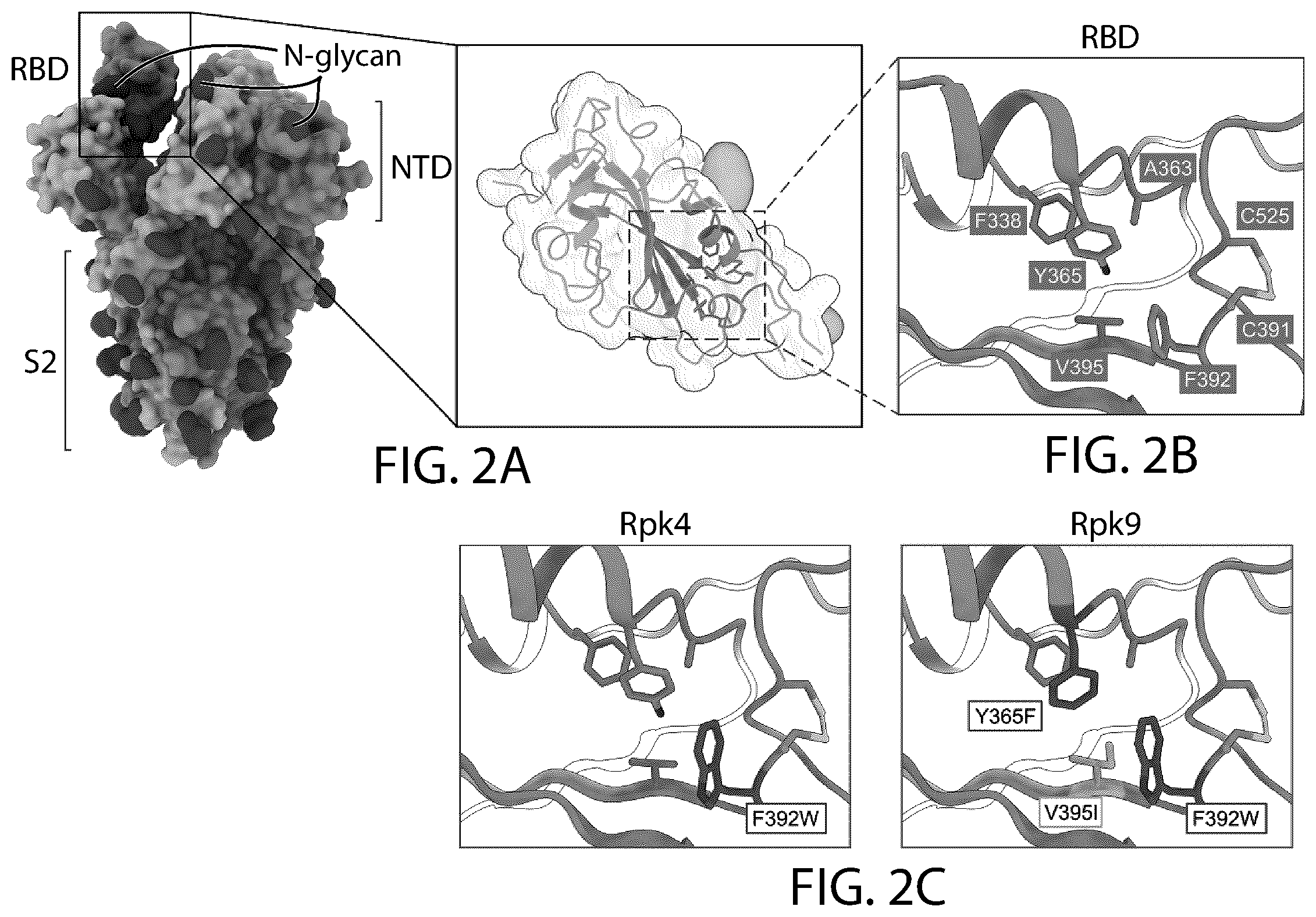 Patent US12129465 Figure 3 – Stable coronavirus proteins and vaccine compositions thereof