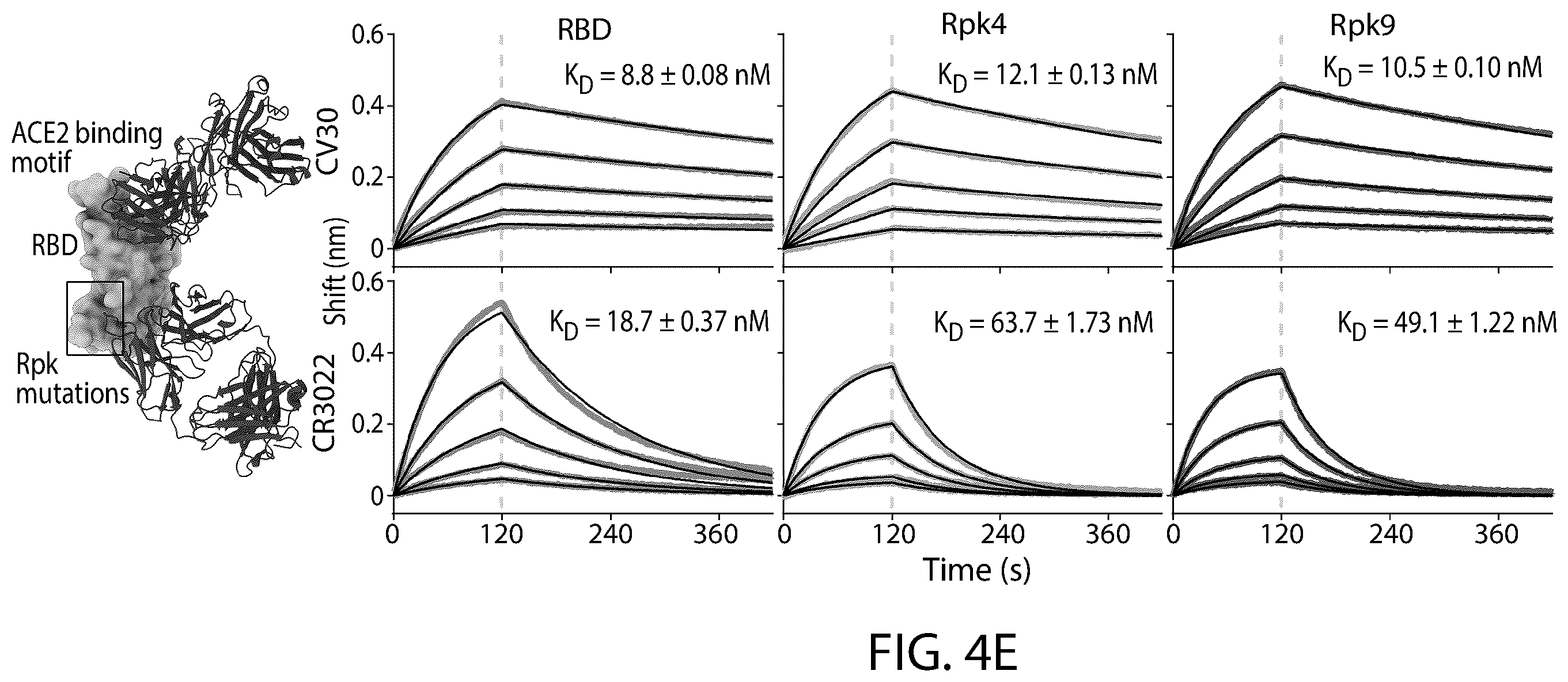 Patent US12129465 Figure 7 – Stable coronavirus proteins and vaccine compositions thereof