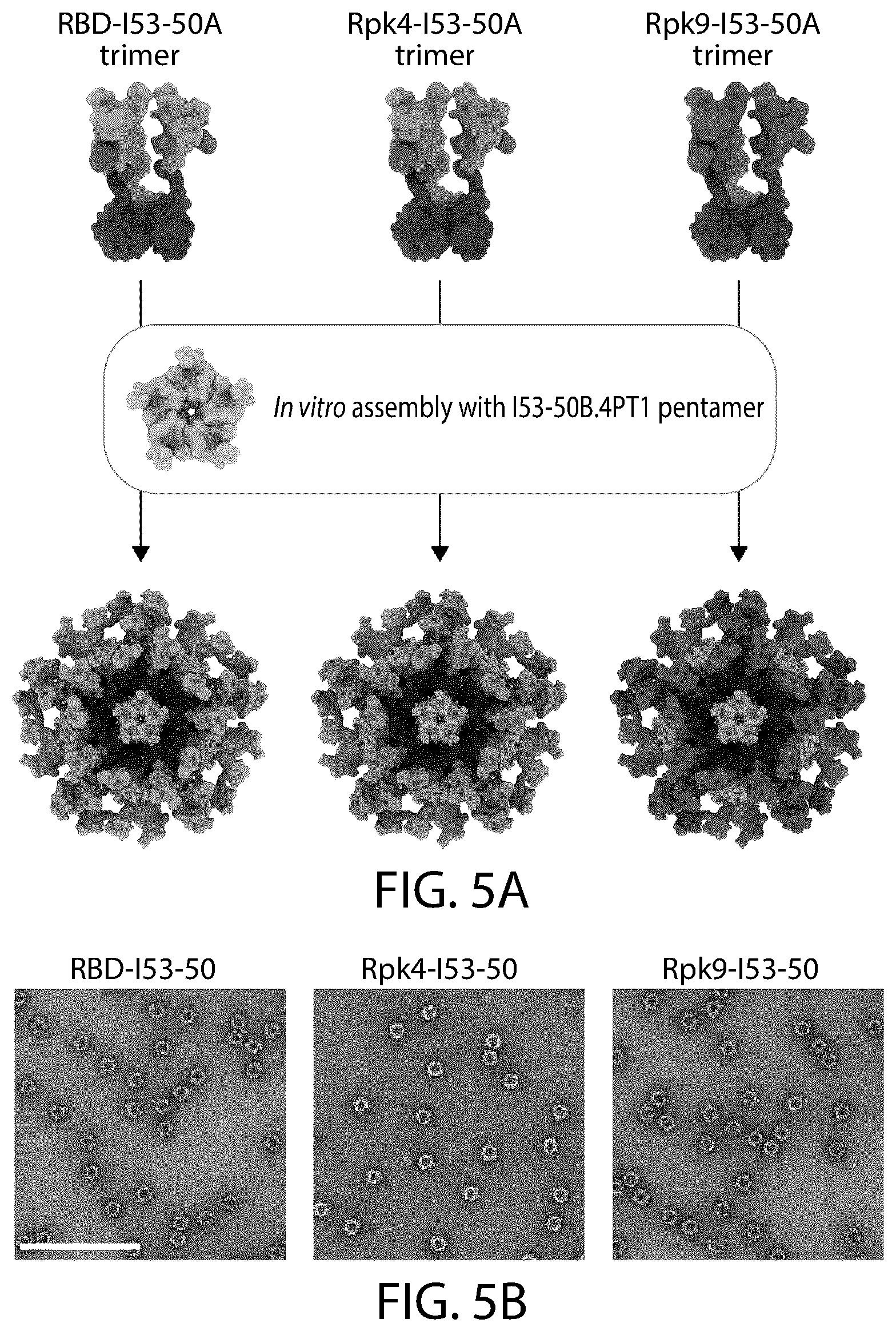Patent US12129465 Figure 8 – Stable coronavirus proteins and vaccine compositions thereof