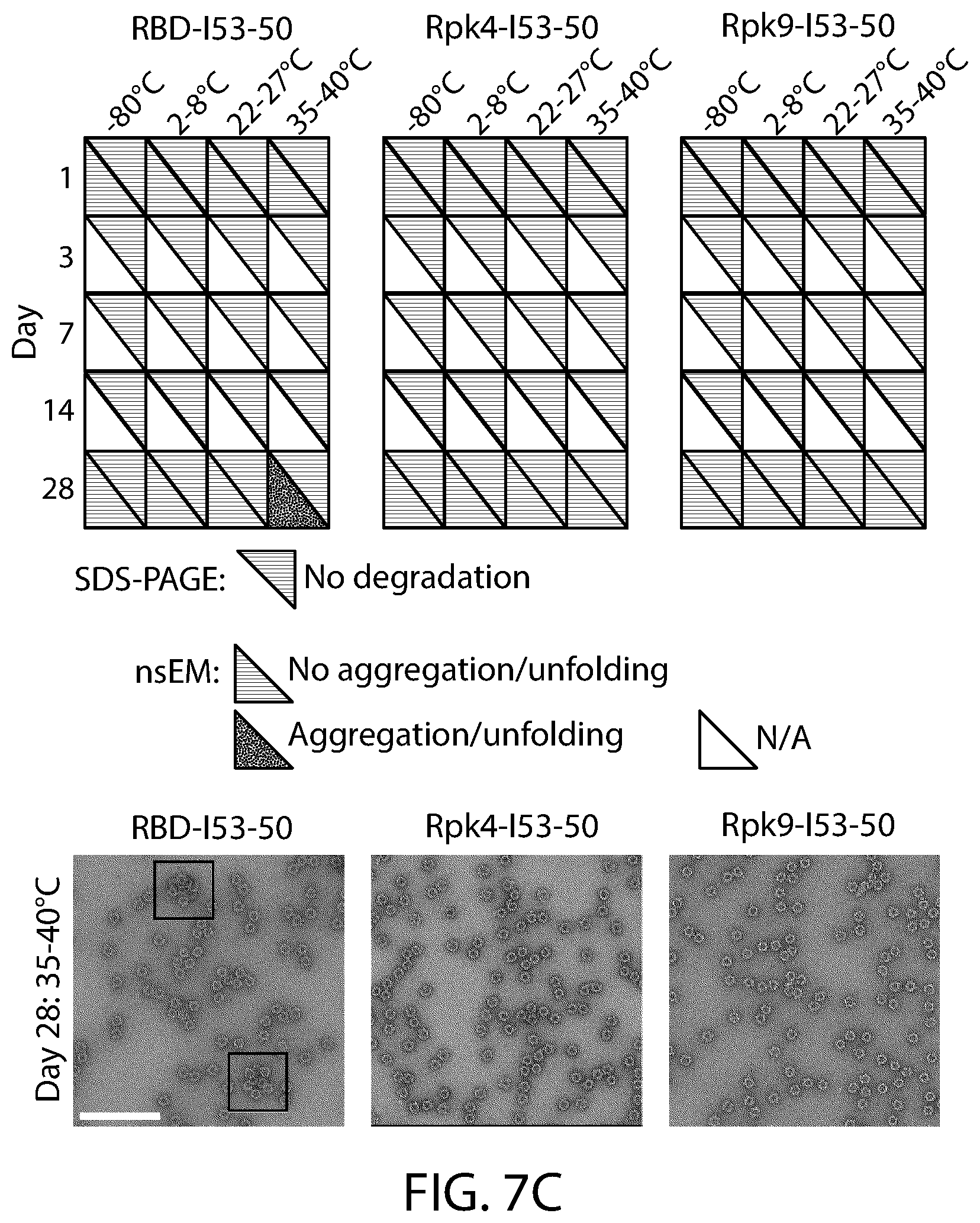 Patent US12129465 Figure 12 – Stable coronavirus proteins and vaccine compositions thereof