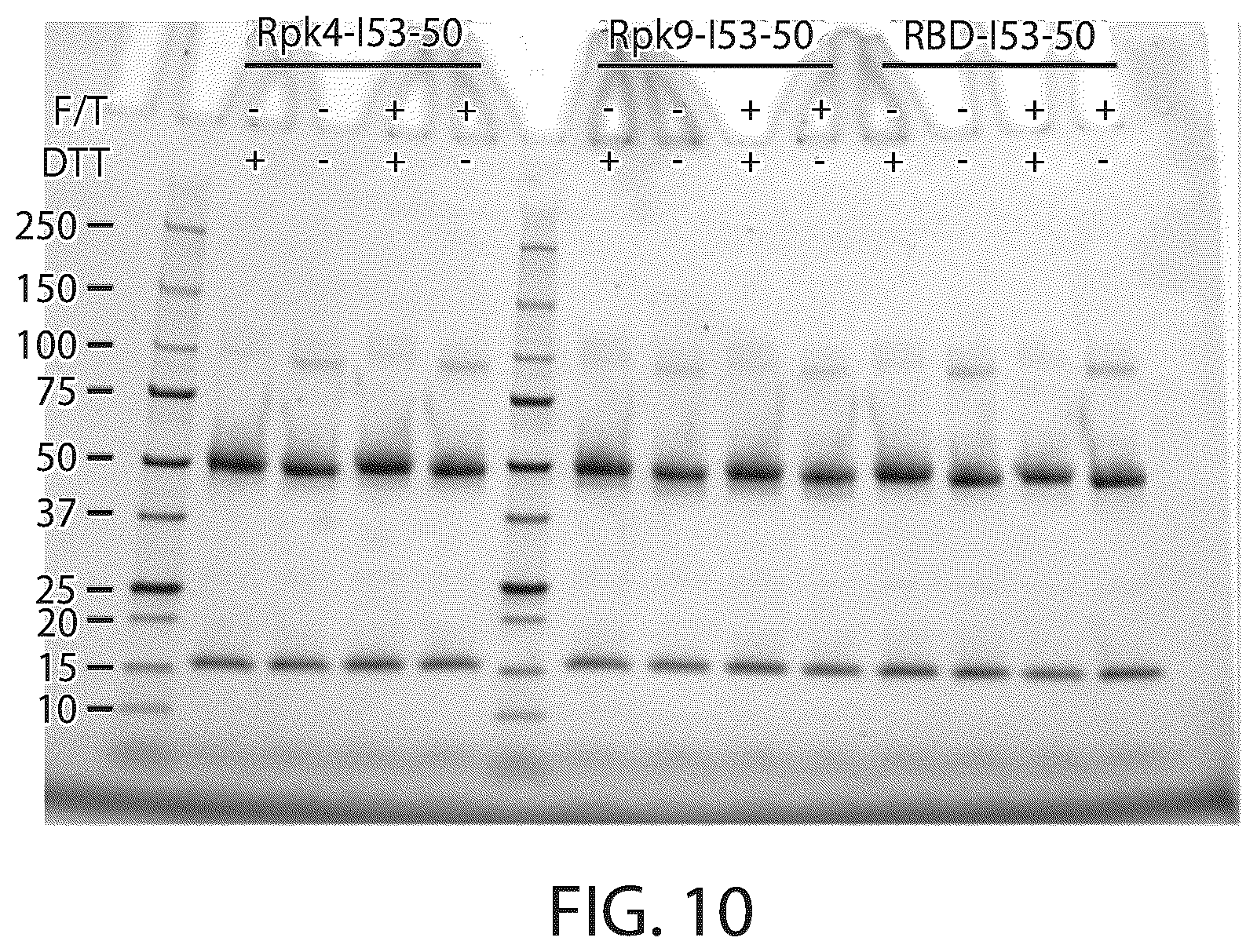 Patent US12129465 Figure 15 – Stable coronavirus proteins and vaccine compositions thereof