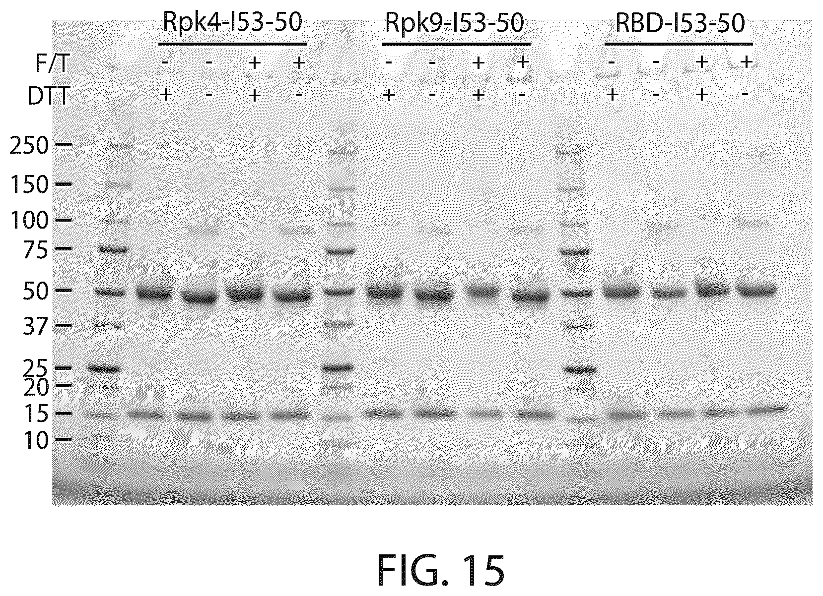 Patent US12129465 Figure 20 – Stable coronavirus proteins and vaccine compositions thereof