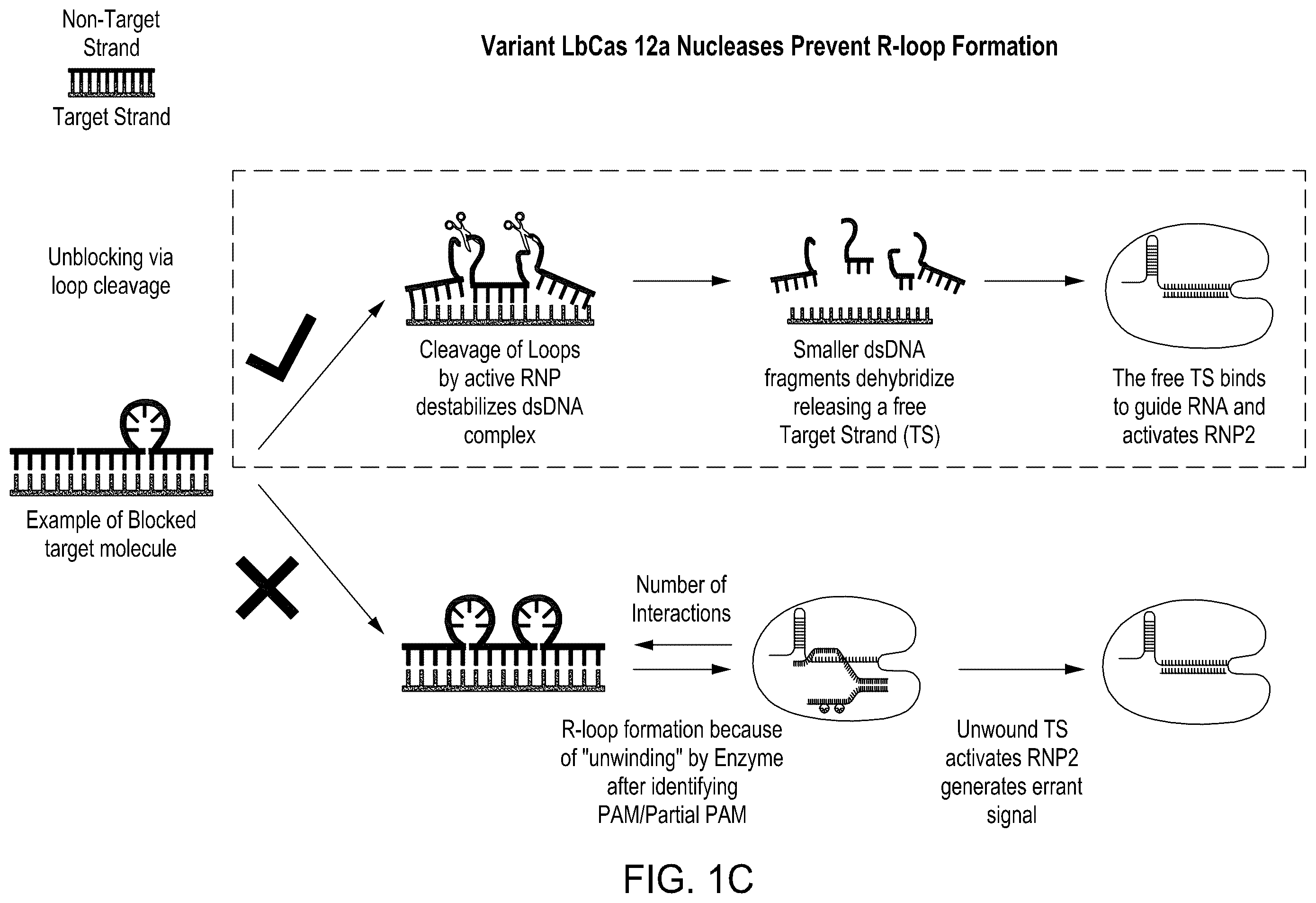 Patent US12129468 Figure 3 – Signal boost cascade assay