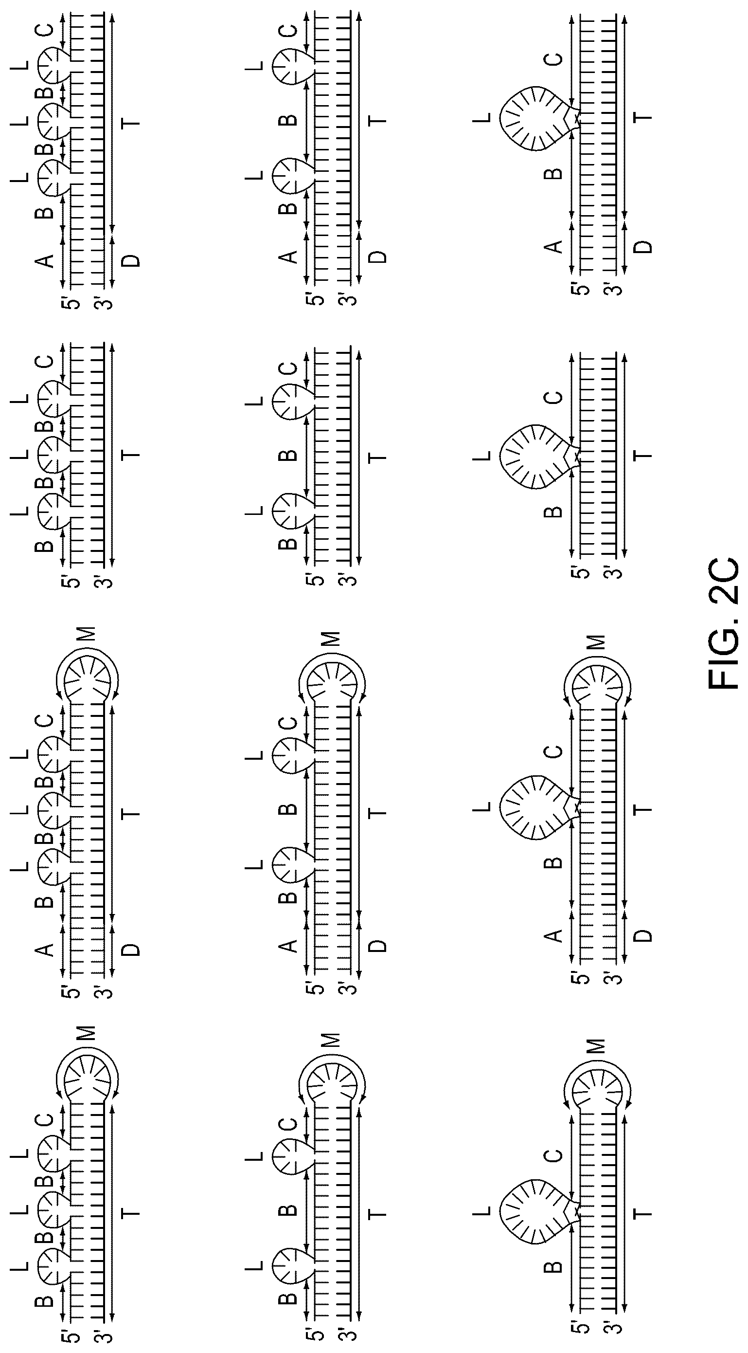 Patent US12129468 Figure 6 – Signal boost cascade assay