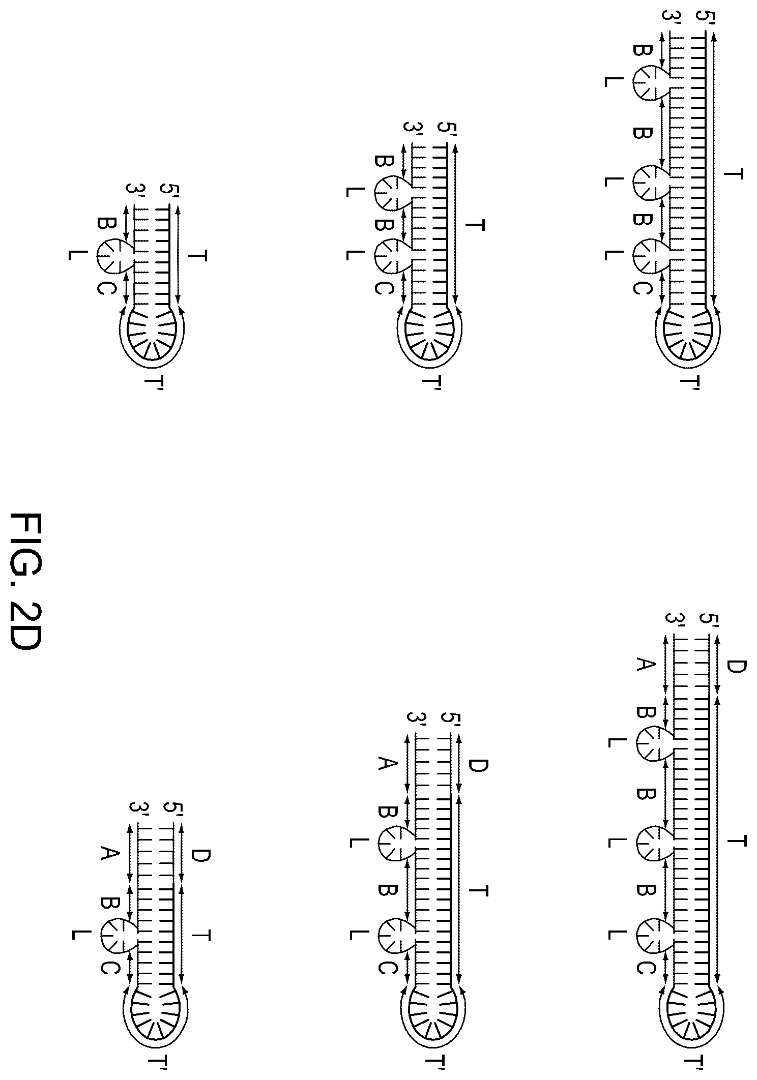 Patent US12129468 Figure 7 – Signal boost cascade assay