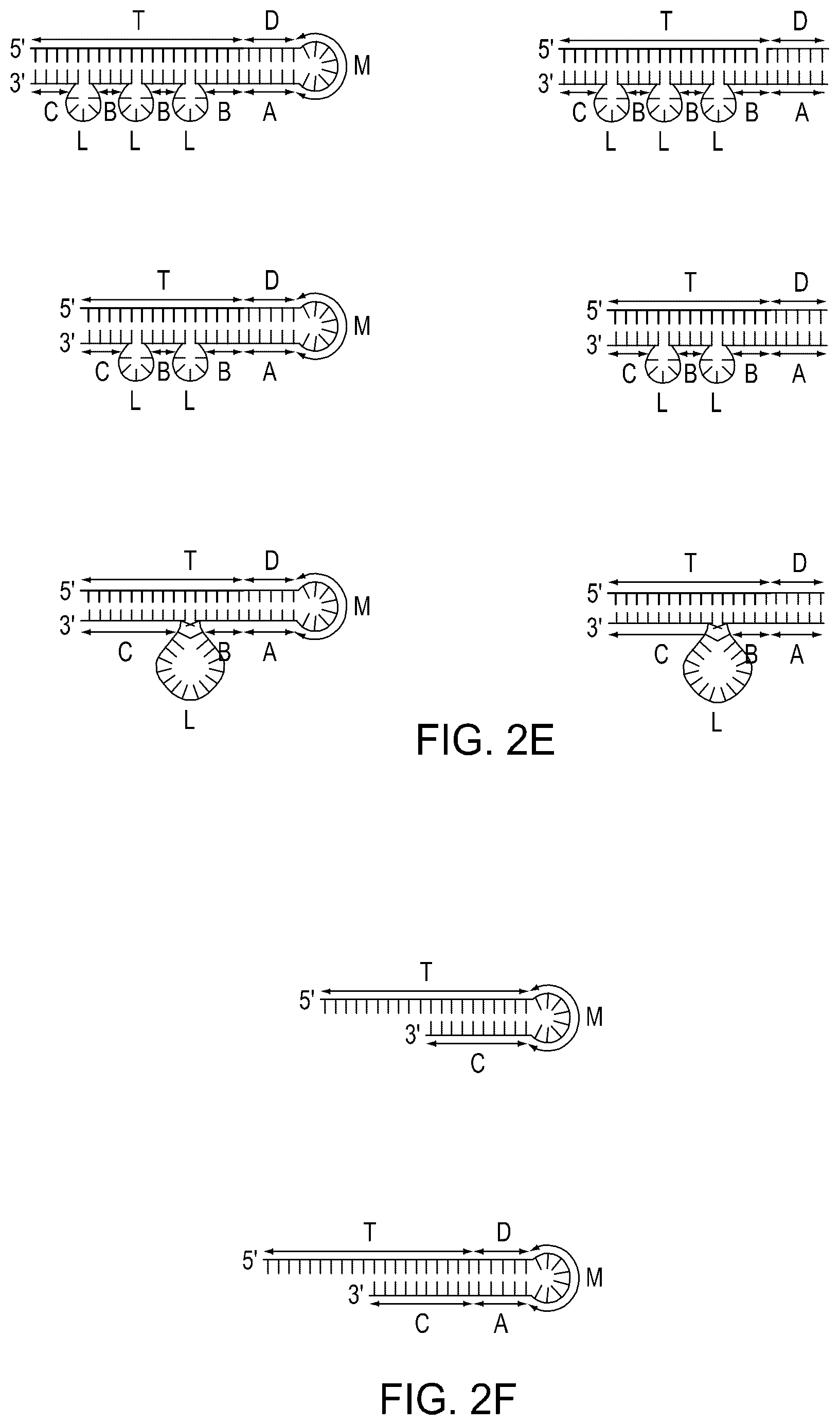 Patent US12129468 Figure 8 – Signal boost cascade assay