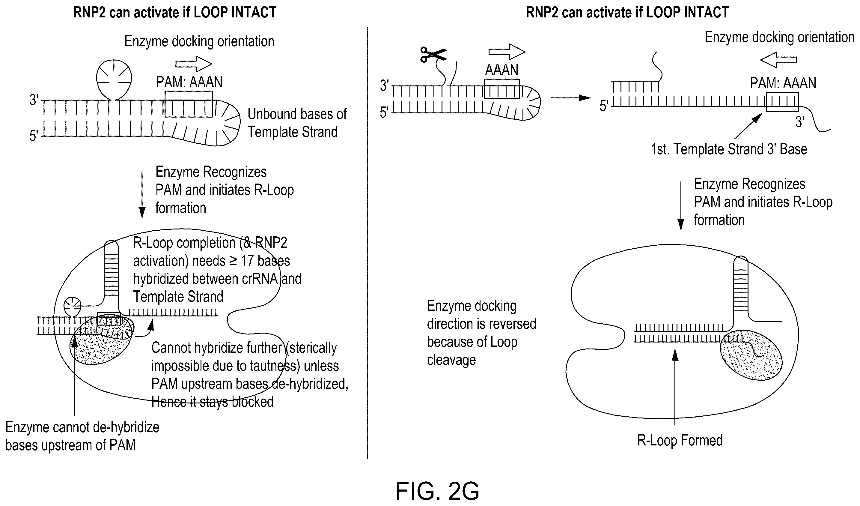 Patent US12129468 Figure 9 – Signal boost cascade assay