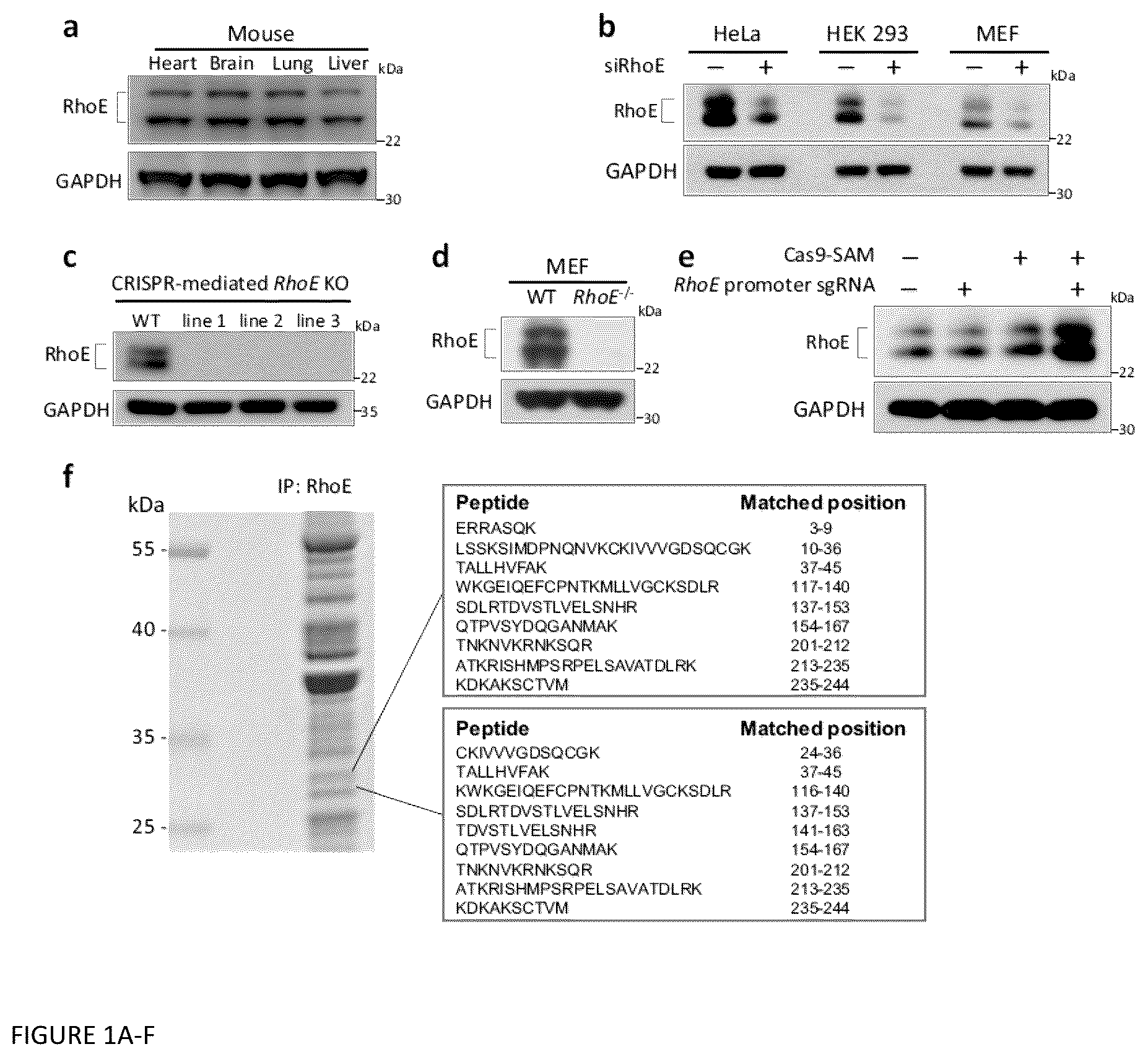 Patent US12129470 Figure 1 – Methods and compositions related to RNA-targeted Rho small GTPase RND3/RhoE therapy