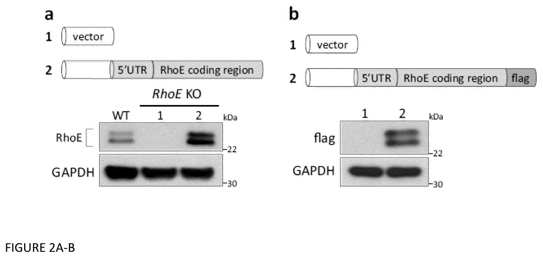 Patent US12129470 Figure 2 – Methods and compositions related to RNA-targeted Rho small GTPase RND3/RhoE therapy