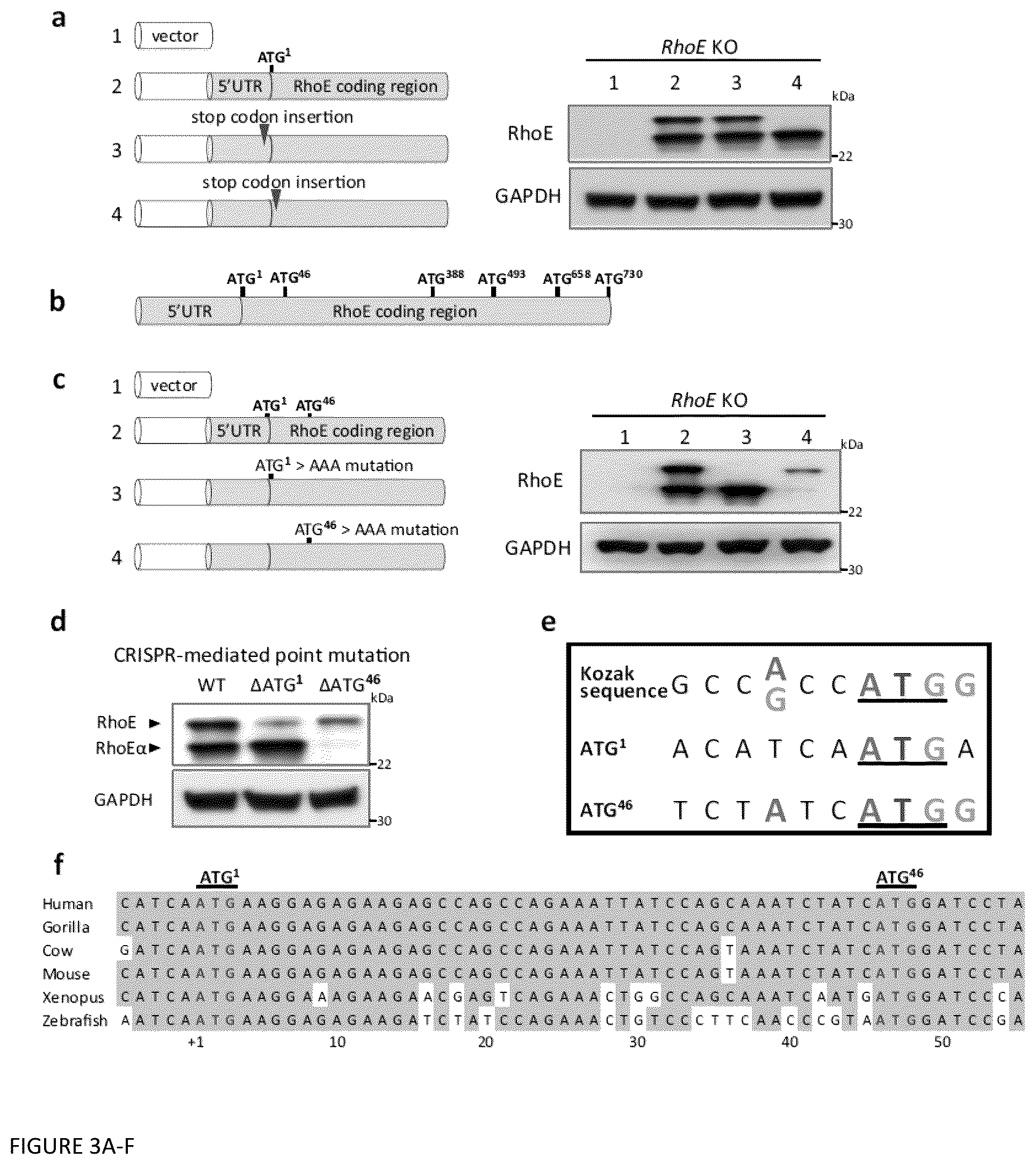 Patent US12129470 Figure 3 – Methods and compositions related to RNA-targeted Rho small GTPase RND3/RhoE therapy