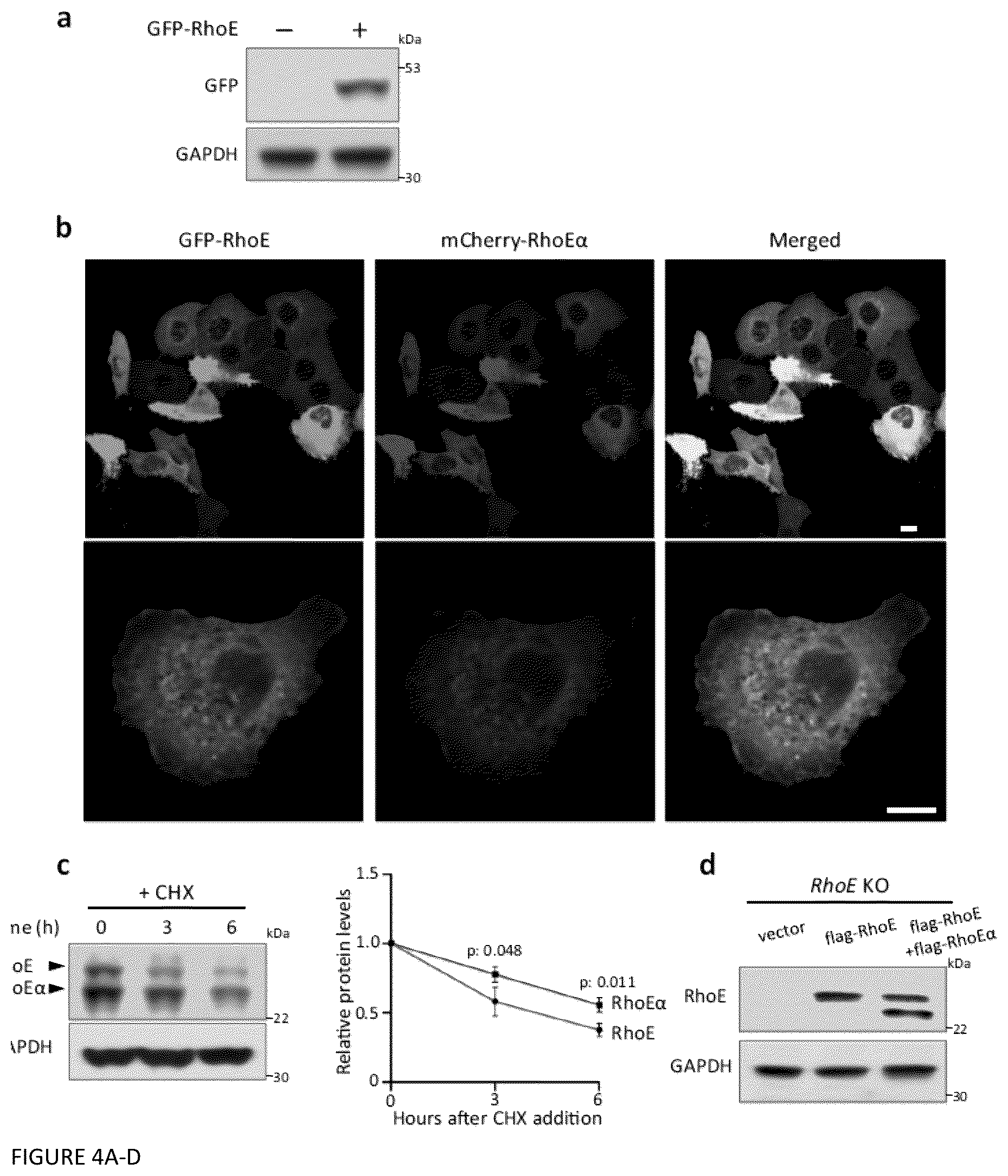 Patent US12129470 Figure 4 – Methods and compositions related to RNA-targeted Rho small GTPase RND3/RhoE therapy