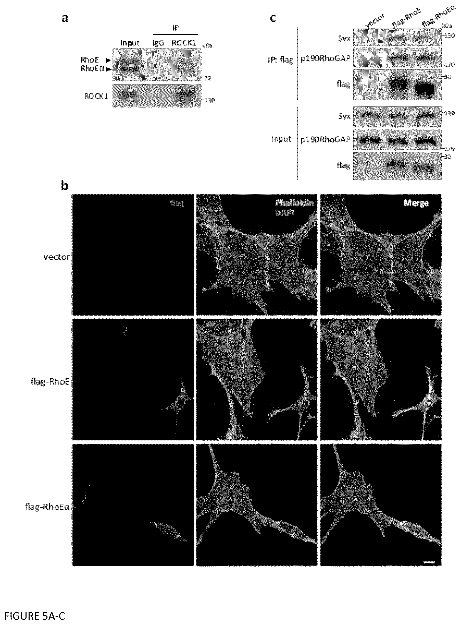 Patent US12129470 Figure 5 – Methods and compositions related to RNA-targeted Rho small GTPase RND3/RhoE therapy