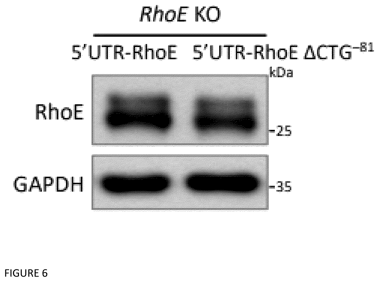 Patent US12129470 Figure 6 – Methods and compositions related to RNA-targeted Rho small GTPase RND3/RhoE therapy