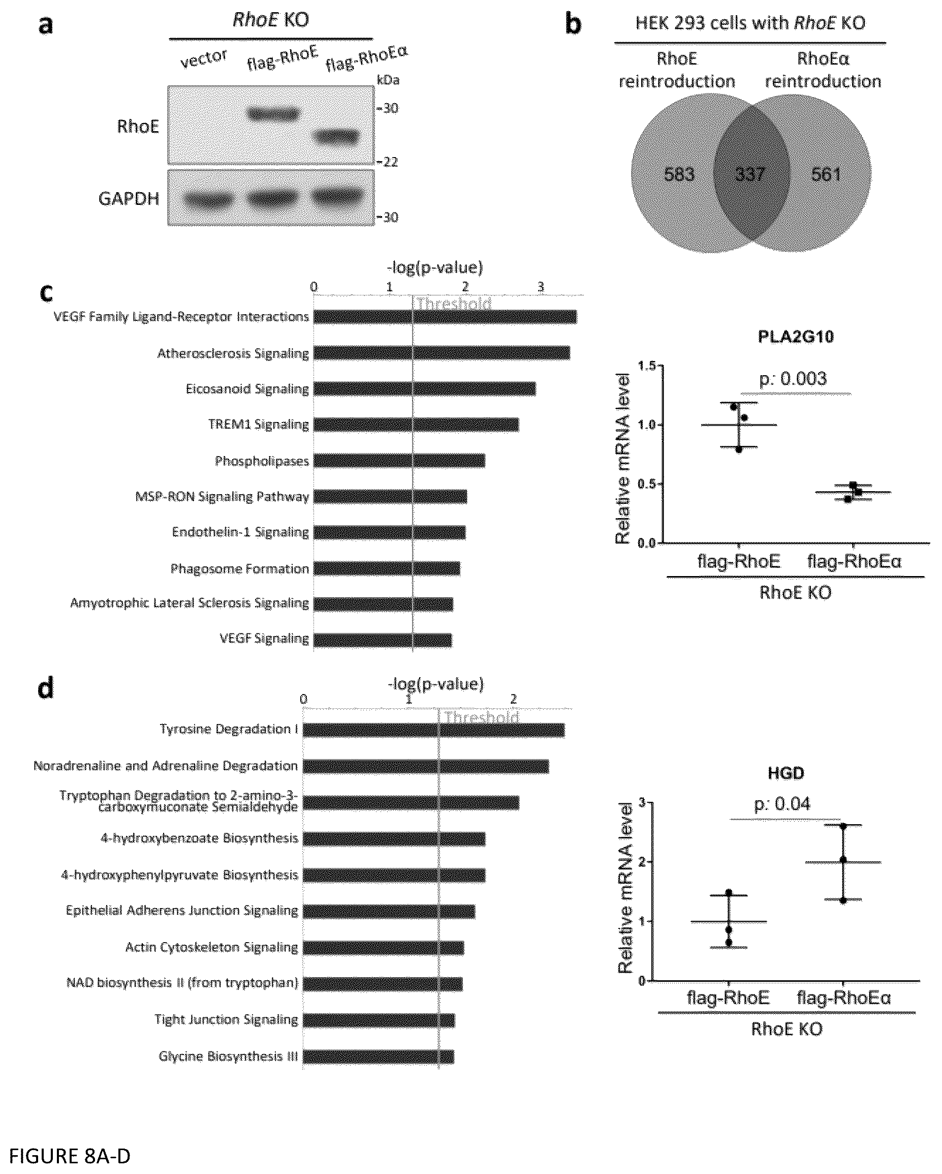 Patent US12129470 Figure 8 – Methods and compositions related to RNA-targeted Rho small GTPase RND3/RhoE therapy