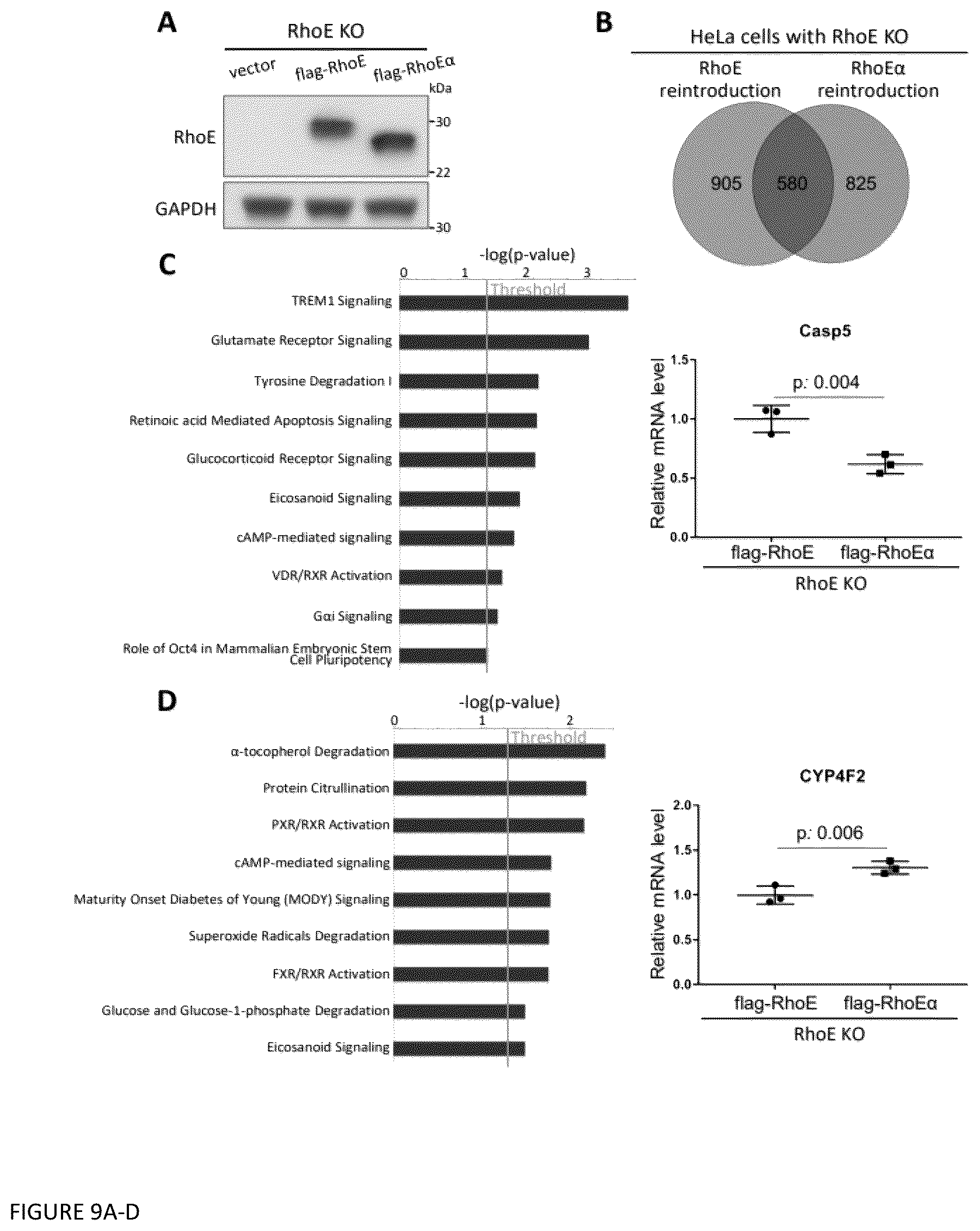Patent US12129470 Figure 9 – Methods and compositions related to RNA-targeted Rho small GTPase RND3/RhoE therapy