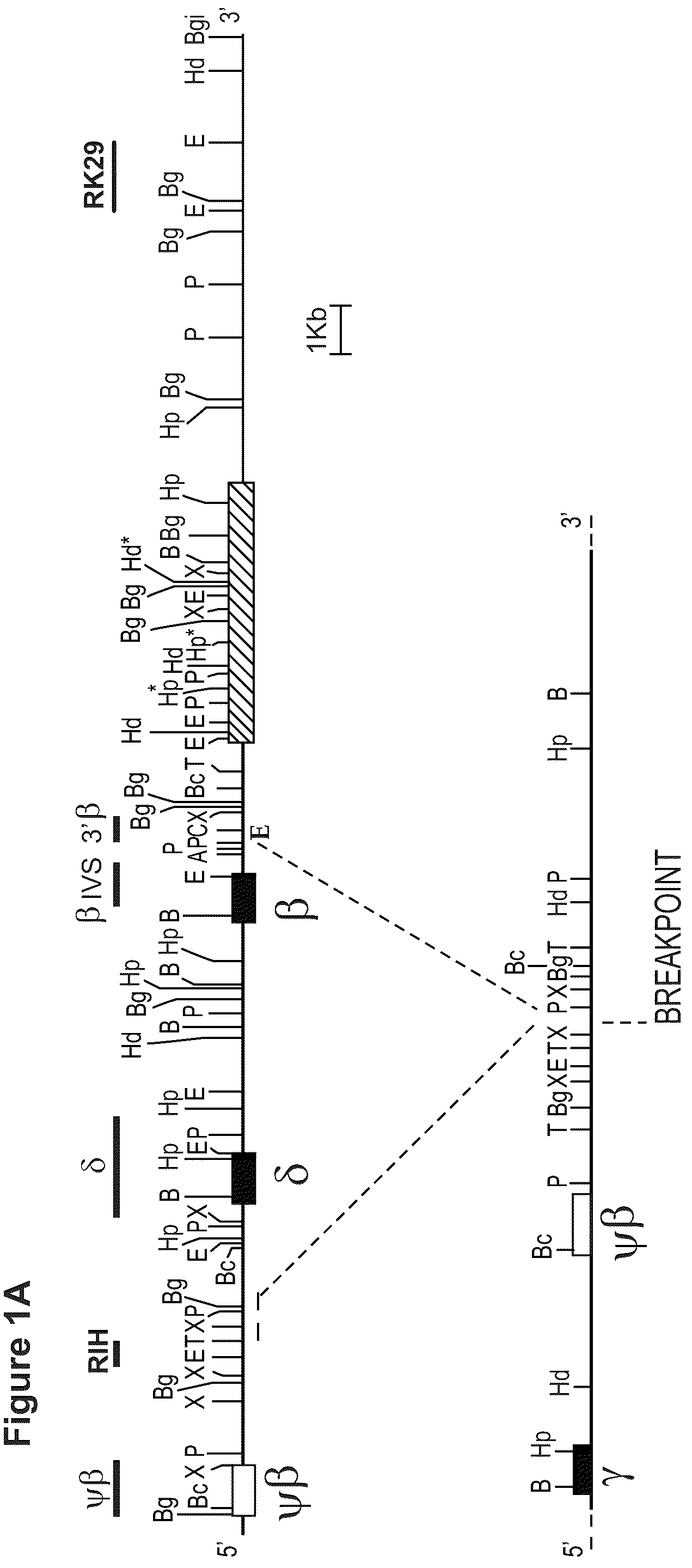 Patent US12129471 Figure 1 – Materials and methods for treatment of human genetic diseases including hemoglobinopathies