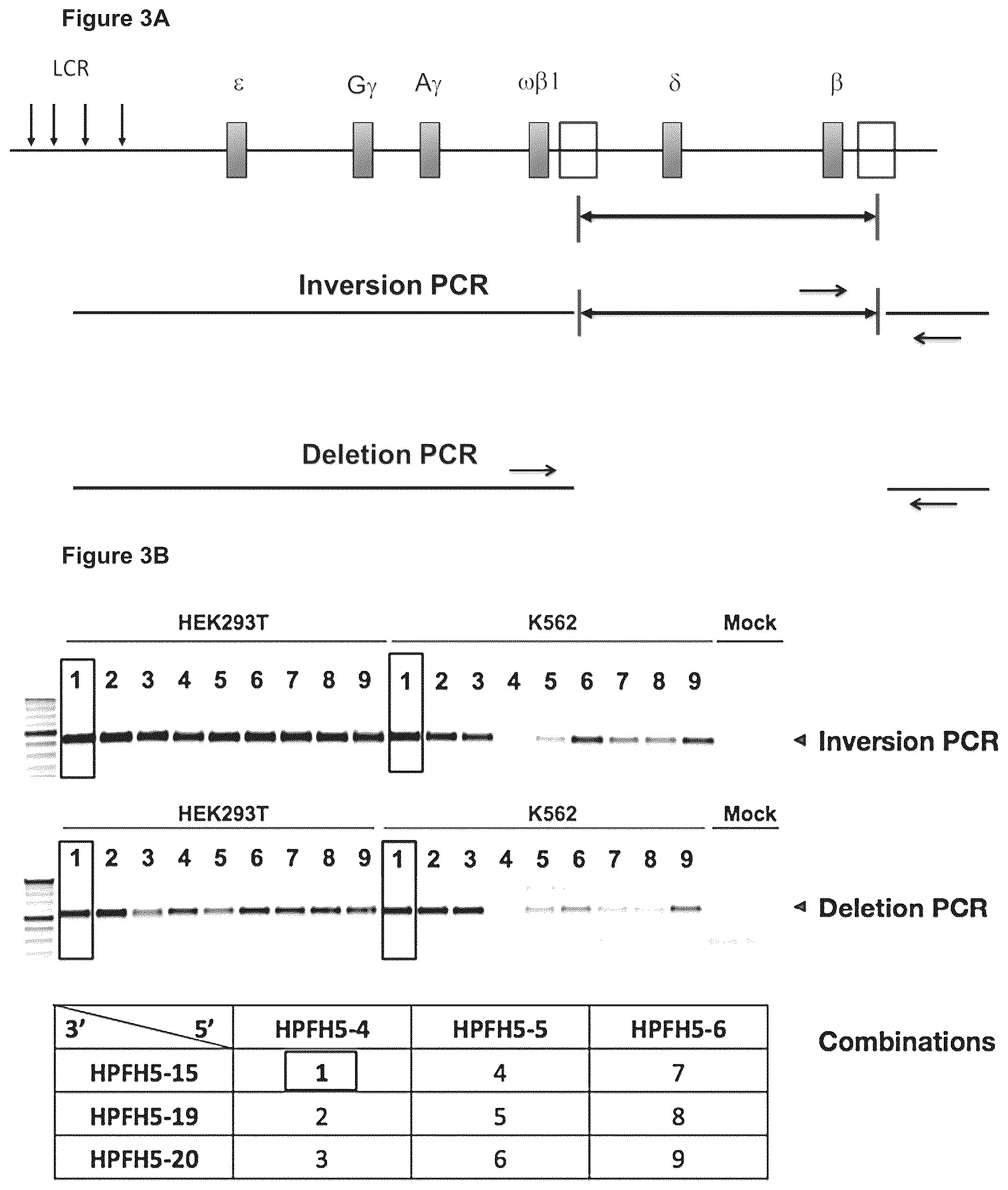 Patent US12129471 Figure 6 – Materials and methods for treatment of human genetic diseases including hemoglobinopathies