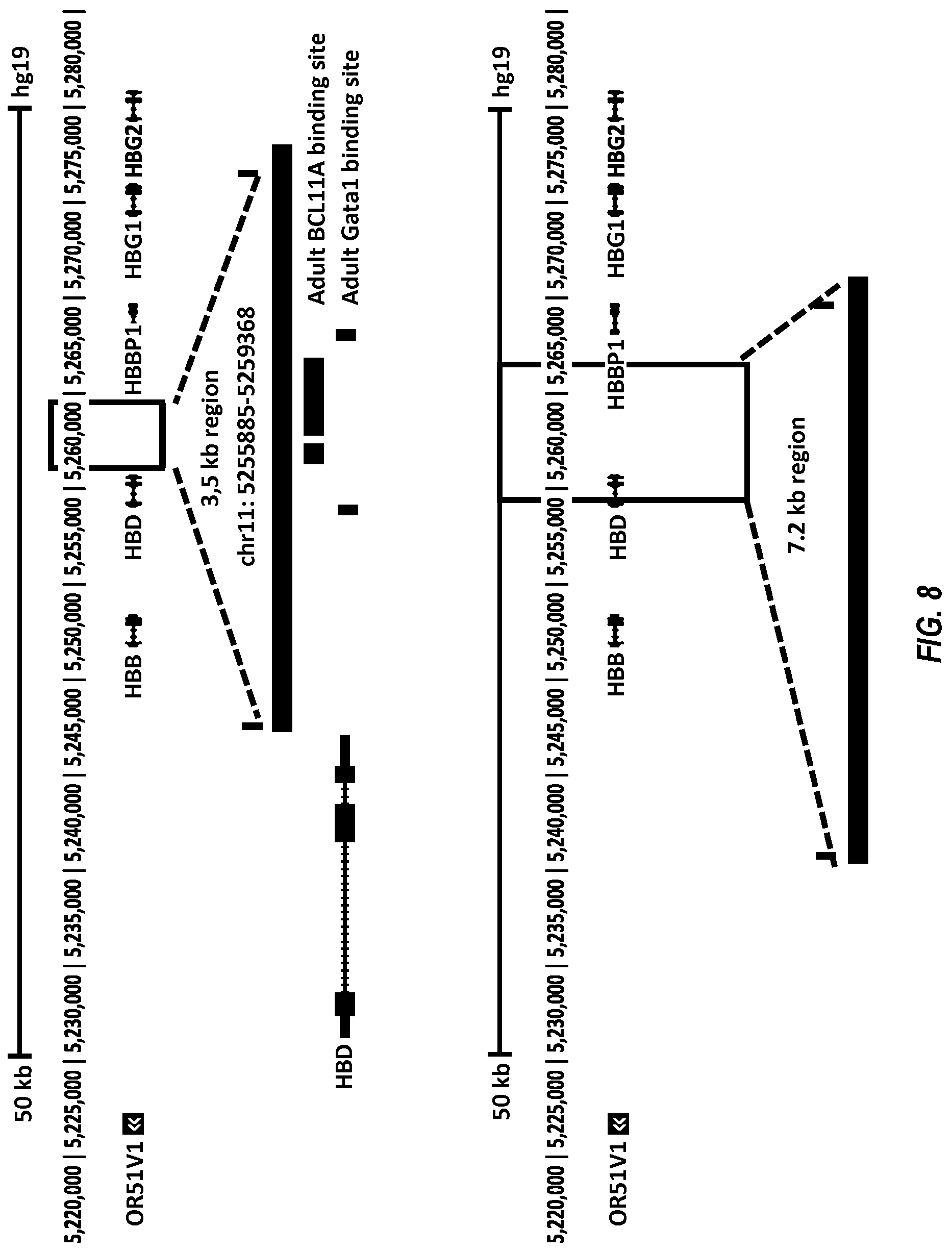 Patent US12129471 Figure 13 – Materials and methods for treatment of human genetic diseases including hemoglobinopathies