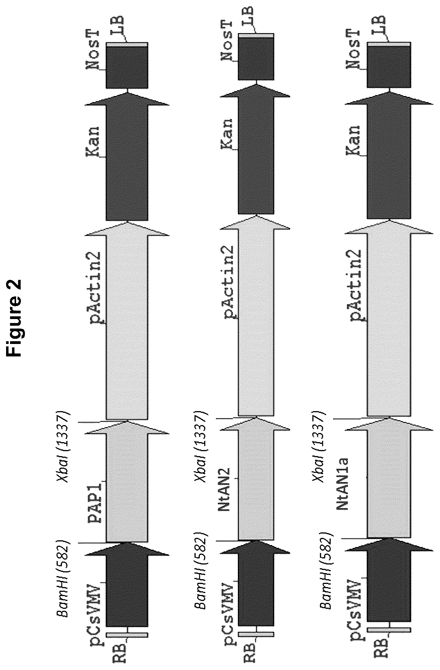 Patent US12129474 Figure 2 – Composition and methods for producing tobacco plants and products having reduced tobacco-specific nitrosamines (TSNAs)