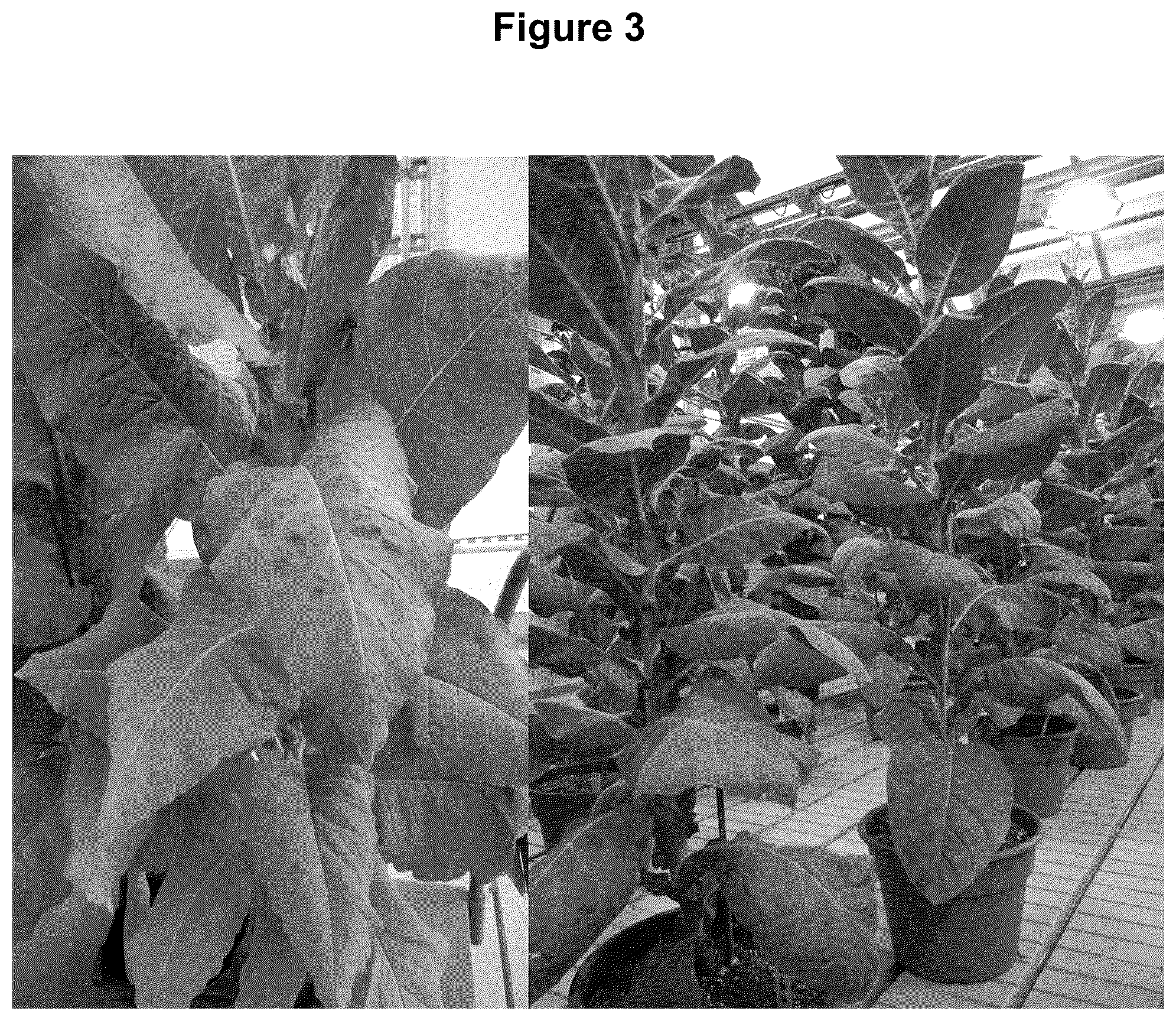 Patent US12129474 Figure 3 – Composition and methods for producing tobacco plants and products having reduced tobacco-specific nitrosamines (TSNAs)