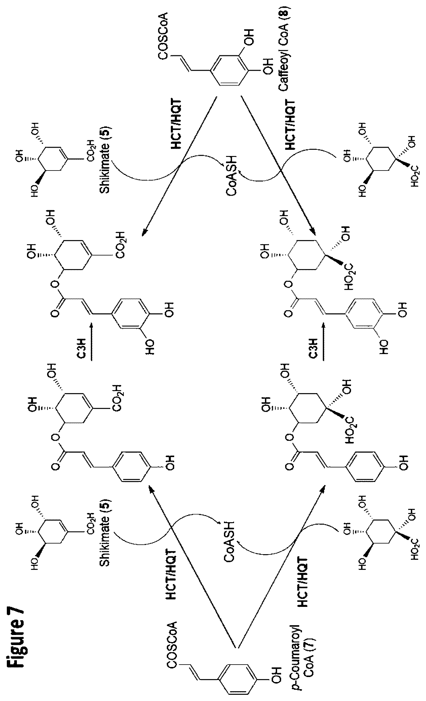 Patent US12129474 Figure 8 – Composition and methods for producing tobacco plants and products having reduced tobacco-specific nitrosamines (TSNAs)