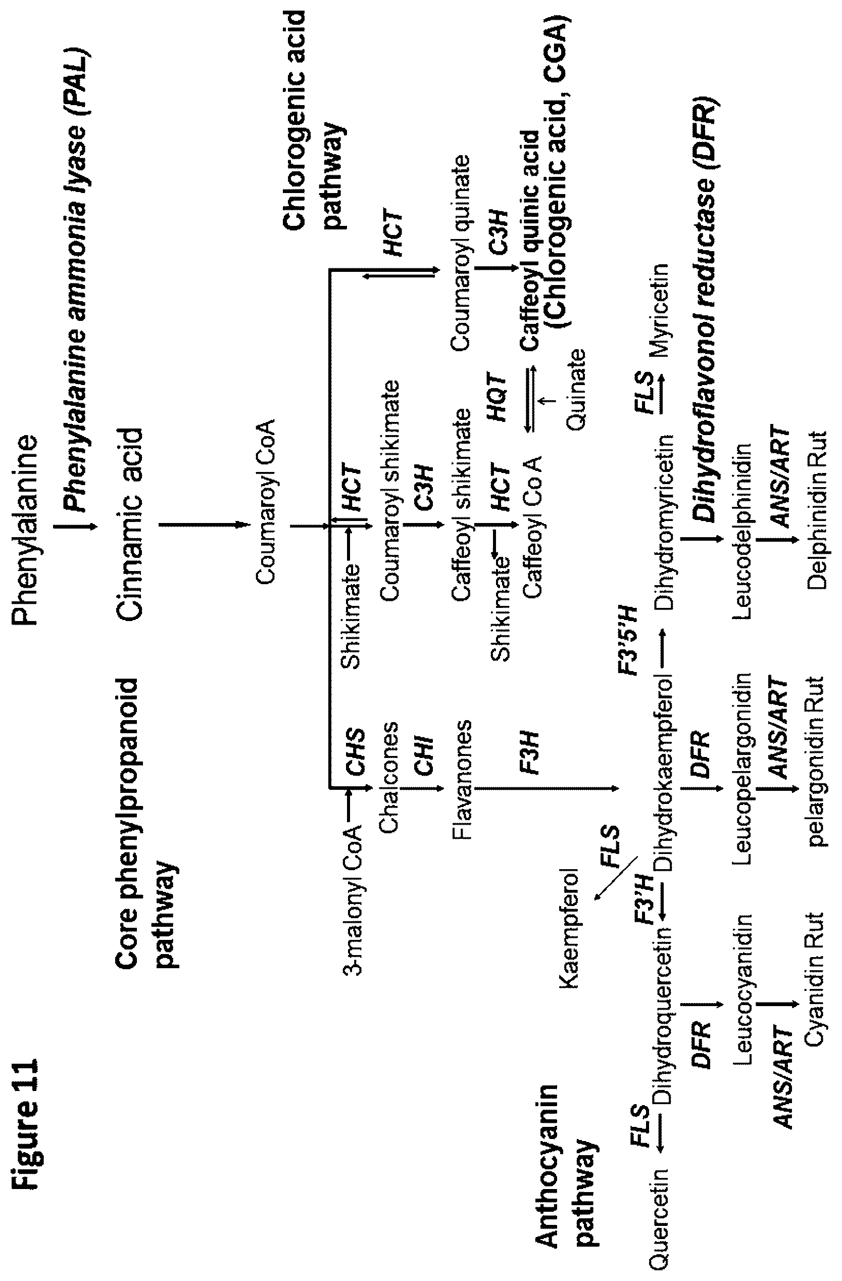 Patent US12129474 Figure 13 – Composition and methods for producing tobacco plants and products having reduced tobacco-specific nitrosamines (TSNAs)