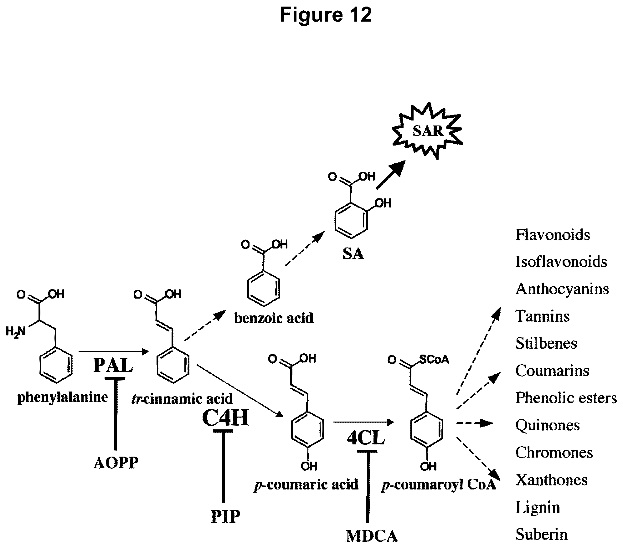 Patent US12129474 Figure 14 – Composition and methods for producing tobacco plants and products having reduced tobacco-specific nitrosamines (TSNAs)