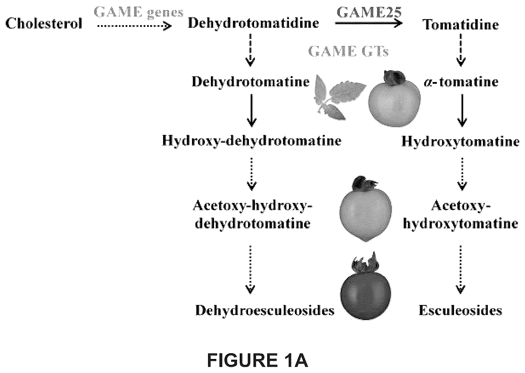 Patent US12129475 Figure 1 – Glycoalkaloid metabolism enyzymes (GAMES) and uses thereof