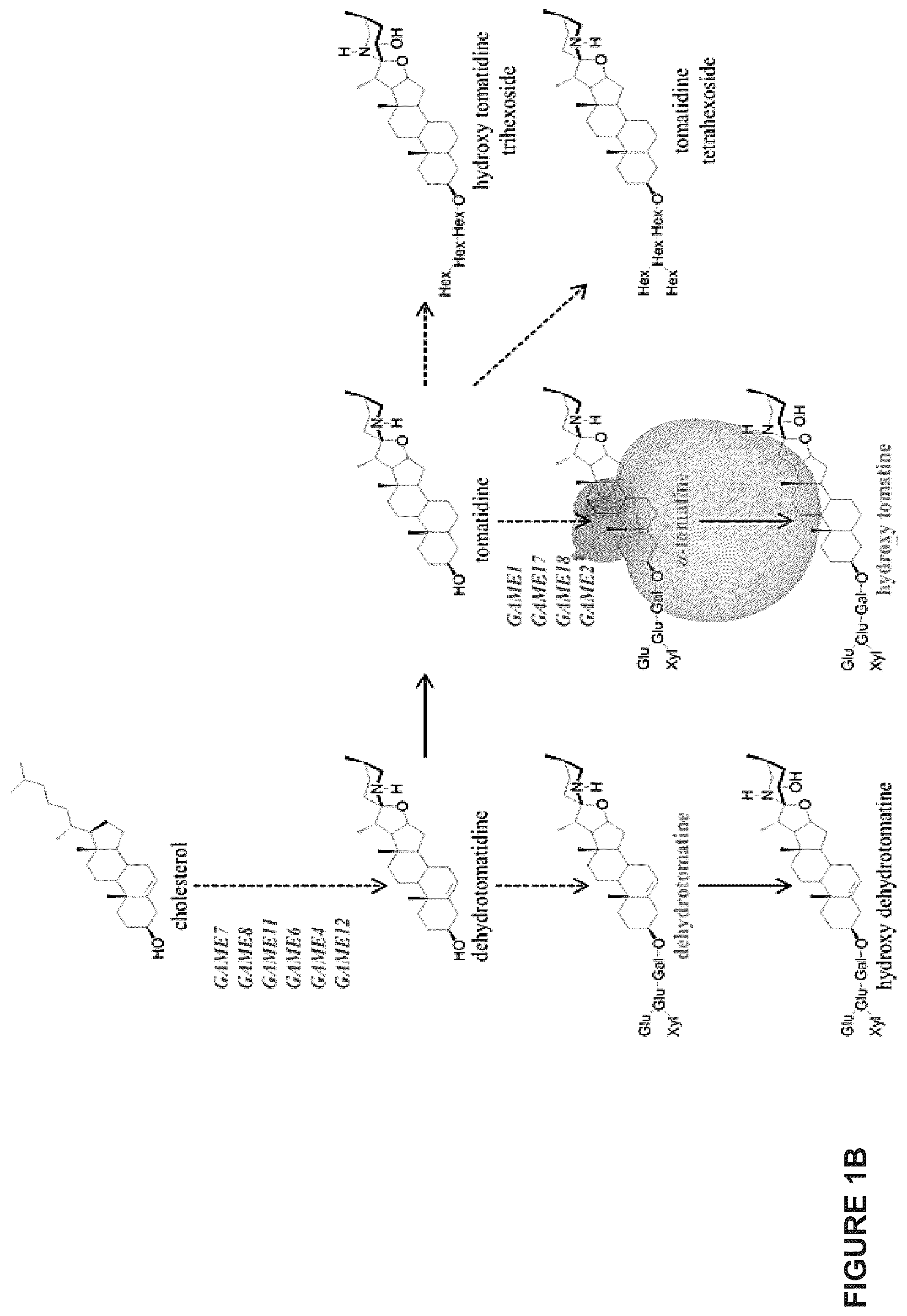 Patent US12129475 Figure 2 – Glycoalkaloid metabolism enyzymes (GAMES) and uses thereof